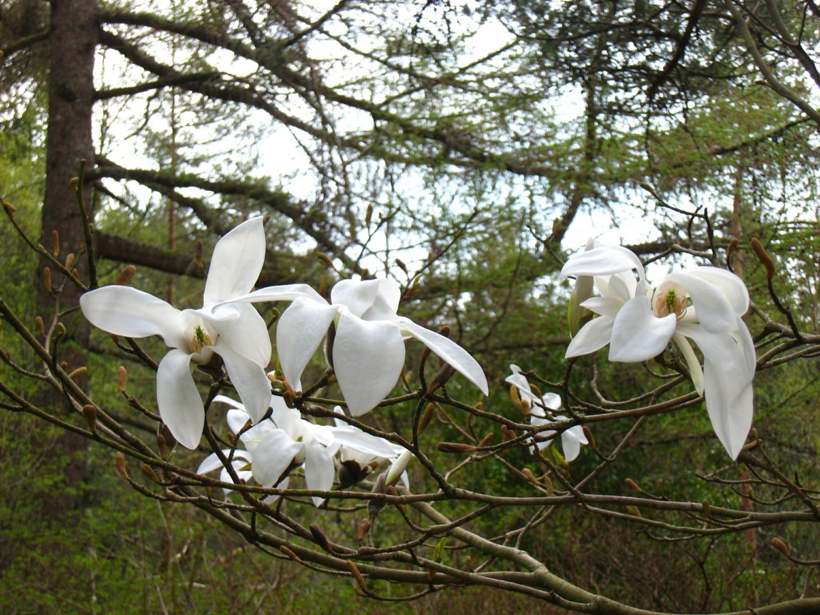 Magnolia salicifolia - Viermagnolia
