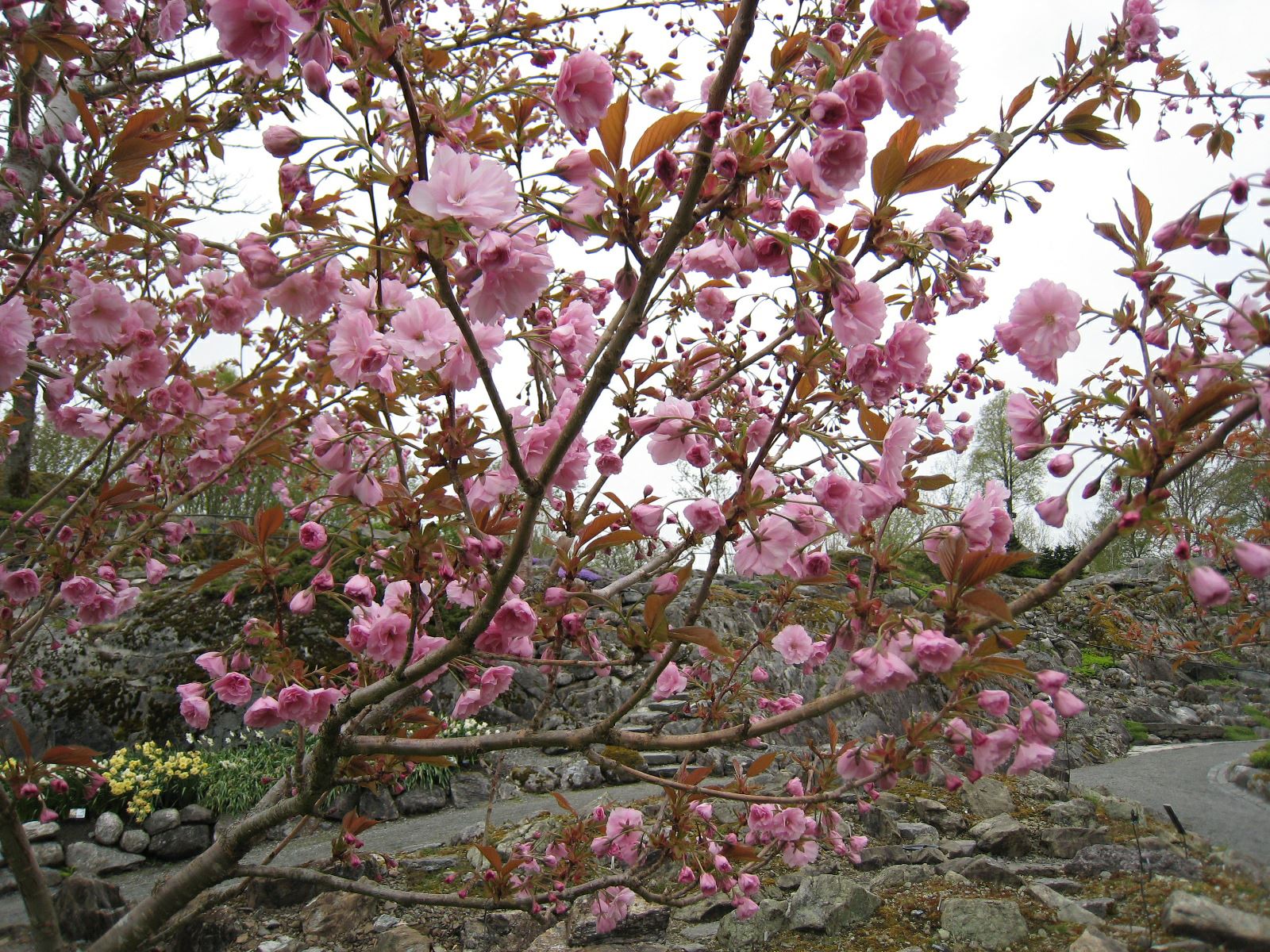 Prunus serrulata 'Kanzan' - Japankirsebær