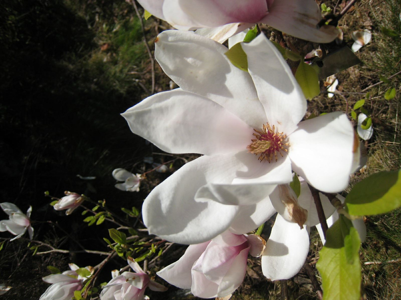 Magnolia ×soulangeana - Praktmagnolia