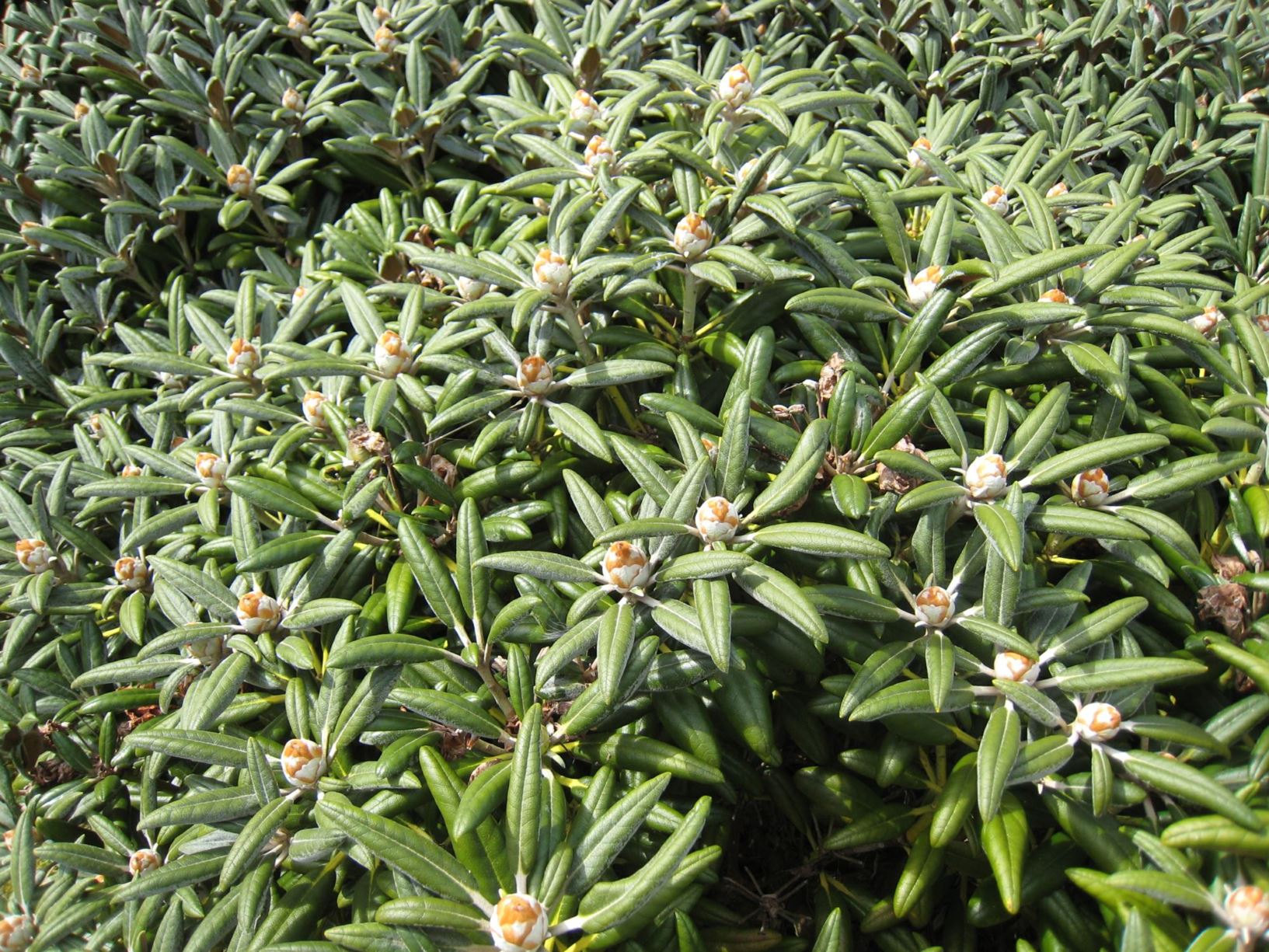 Rhododendron yakushimanum 'Koichiro Wada'