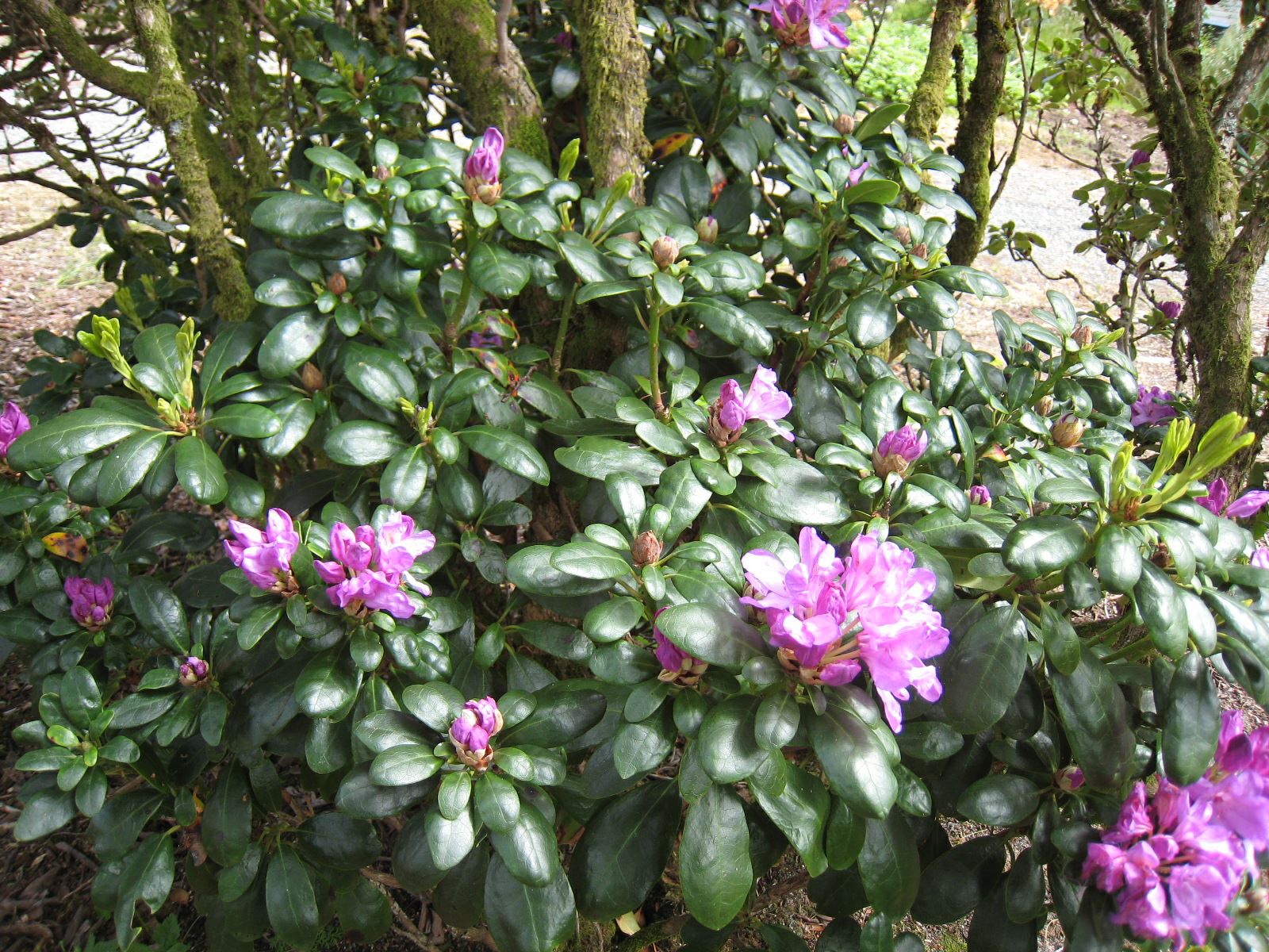 Rhododendron 'Daphnoides'