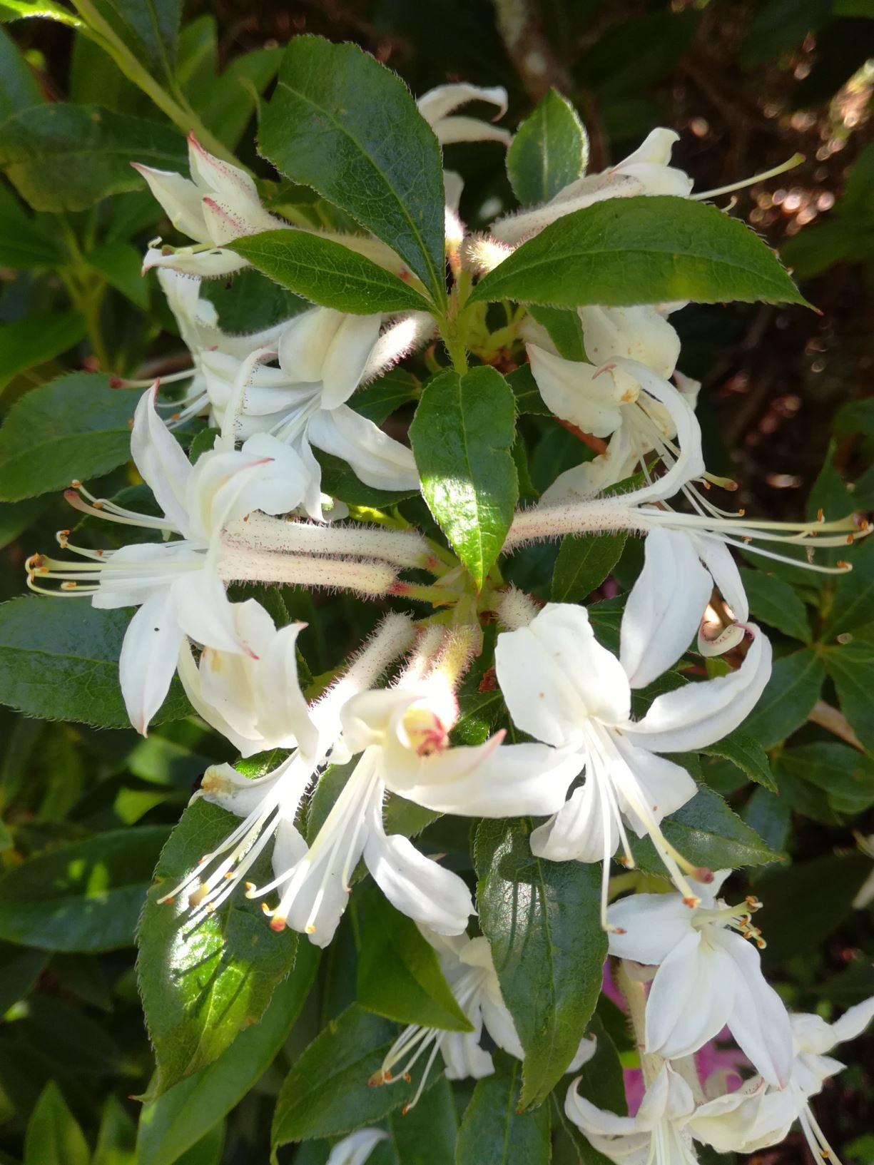 Rhododendron viscosum - Klippeasalea