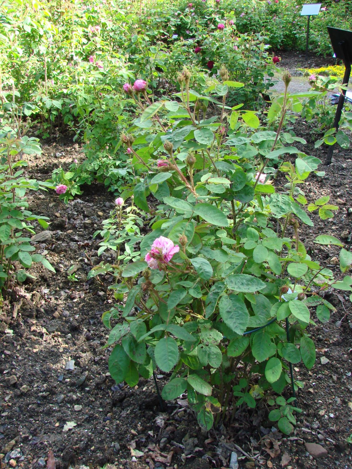 Rosa ×centifolia (Moseroser (M) Group) 'Muscosa' - 'Communis', R. ×centifolia f. muscosa