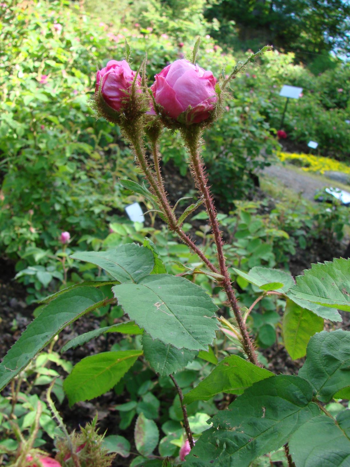 Rosa ×centifolia (Moseroser (M) Group) 'Muscosa' - 'Communis', R. ×centifolia f. muscosa