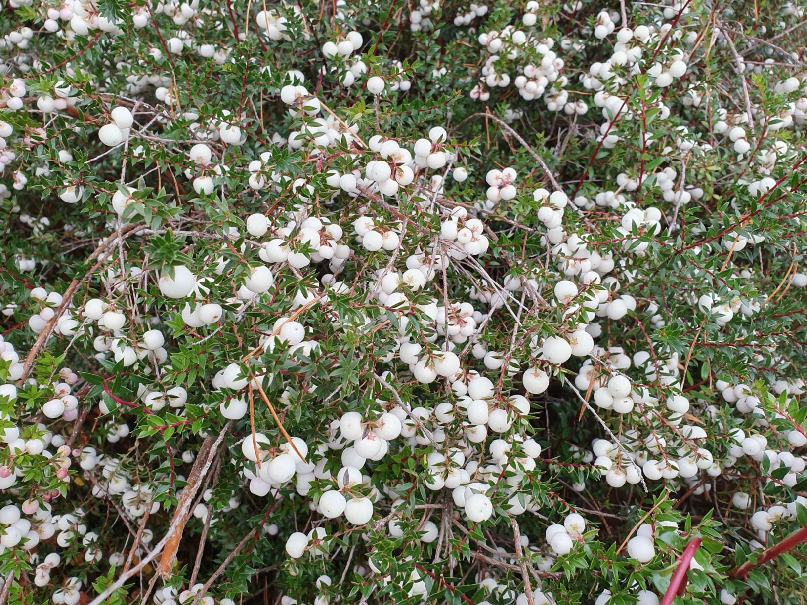 Gaultheria mucronata - Myrteberglyng, torvmyrt, bærmyrt