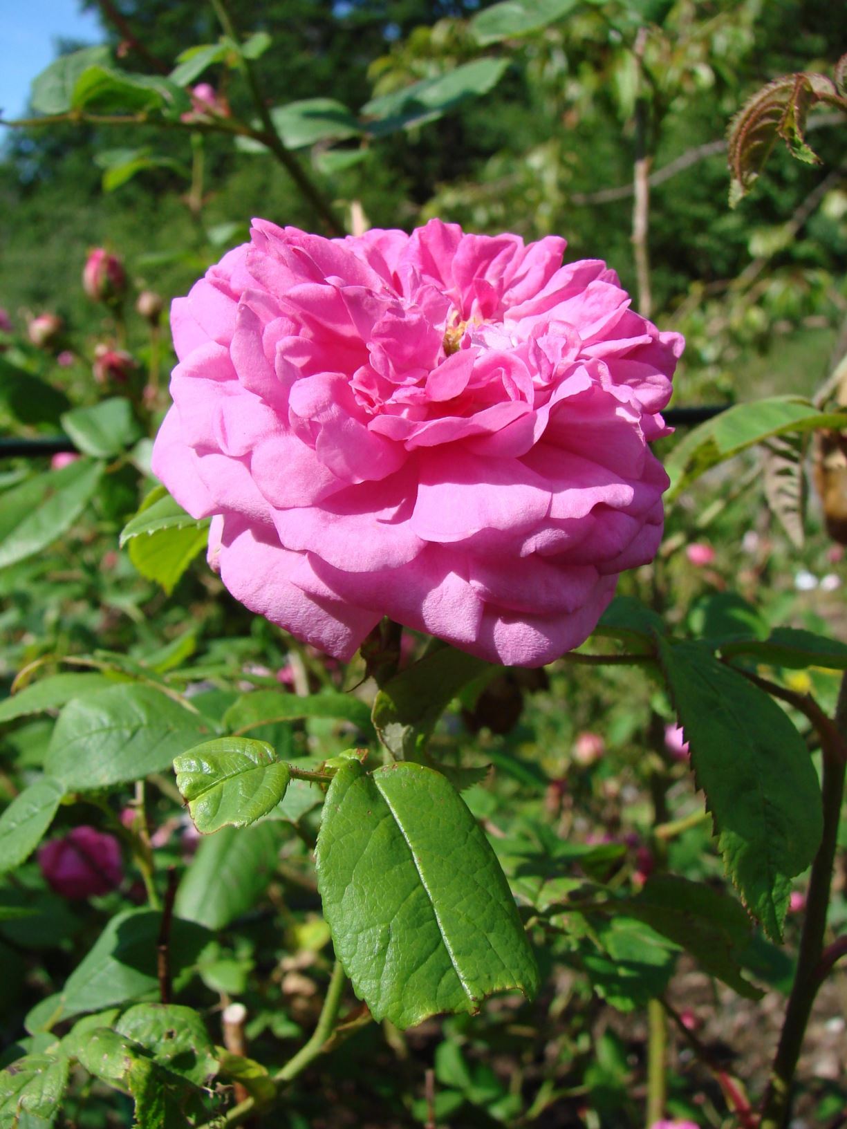 Rosa ×centifolia (Centifolia (C) Group) 'Minor'