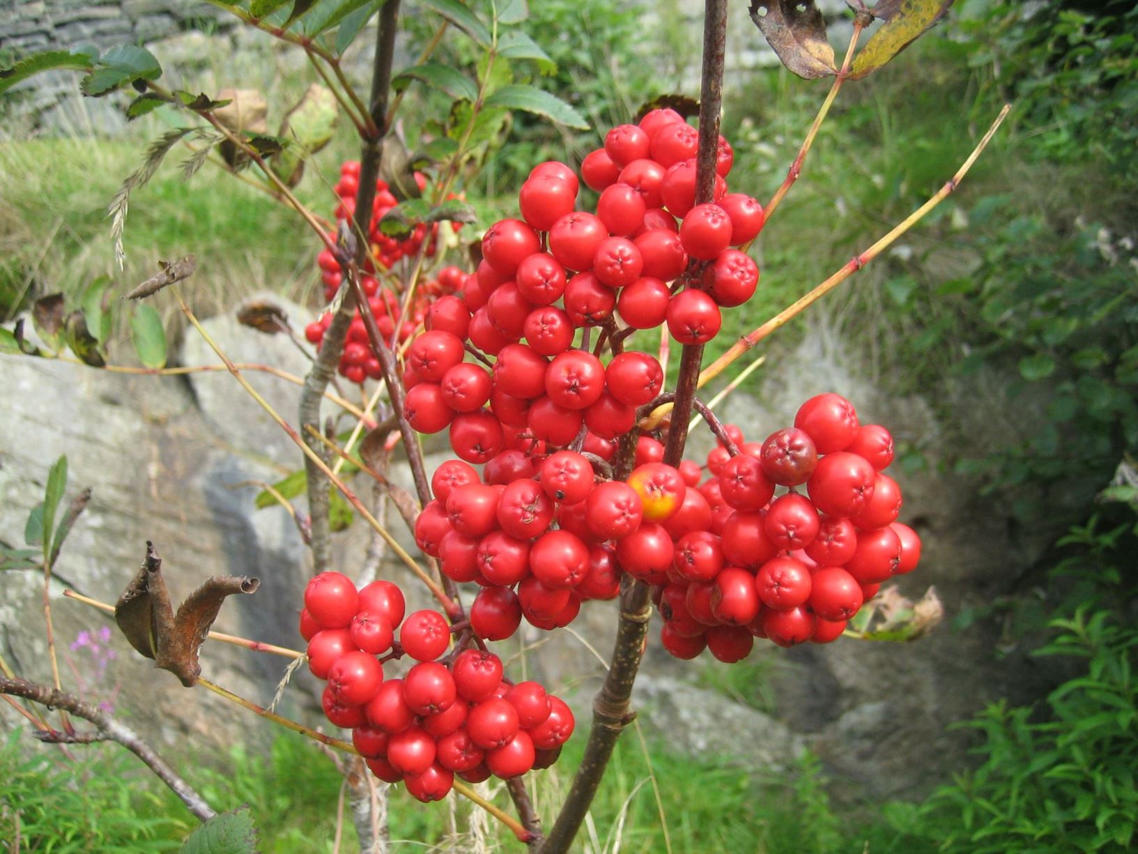Sorbus cascadensis