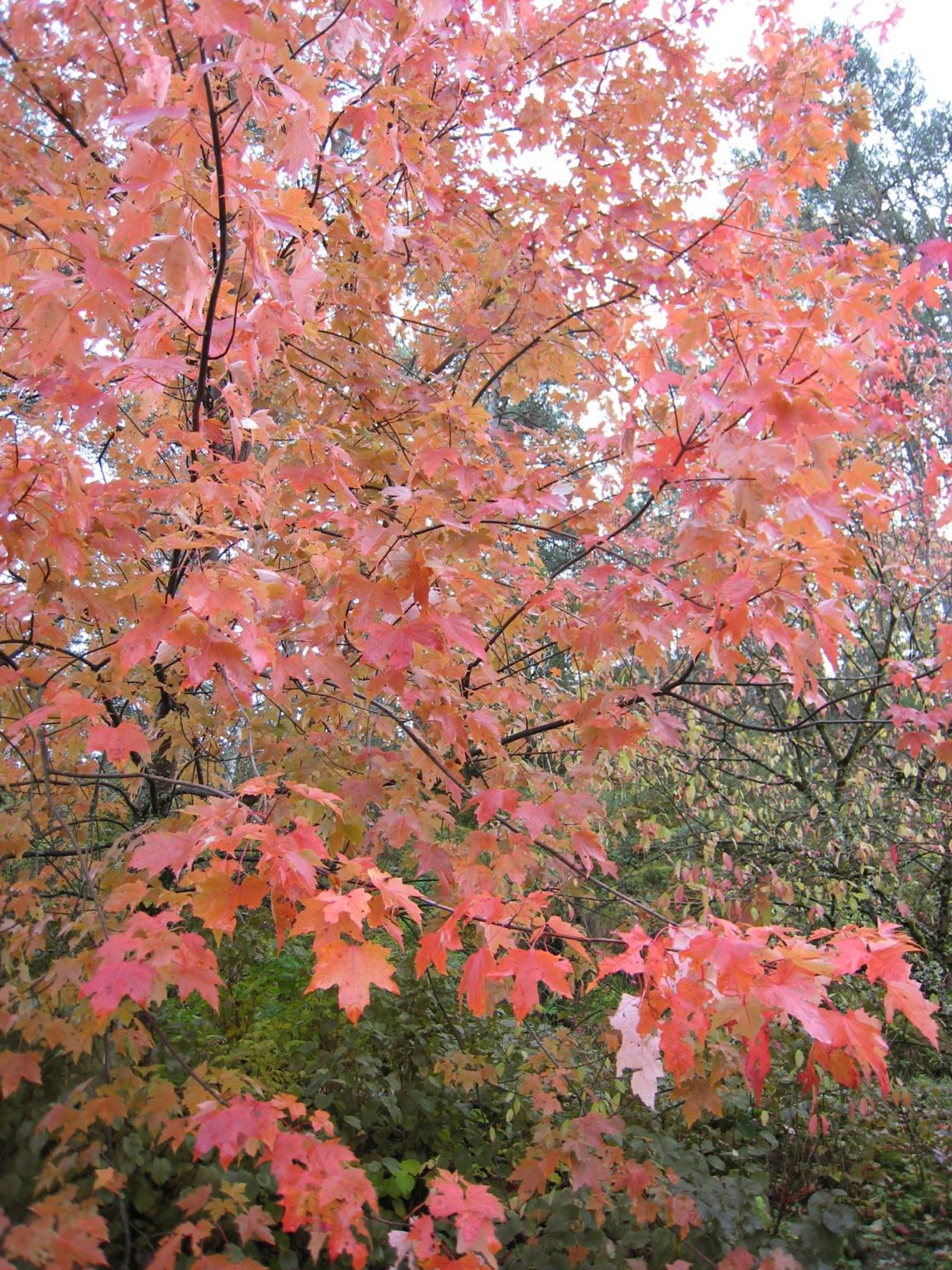 Acer ×freemanii 'Autumn Fantasy'