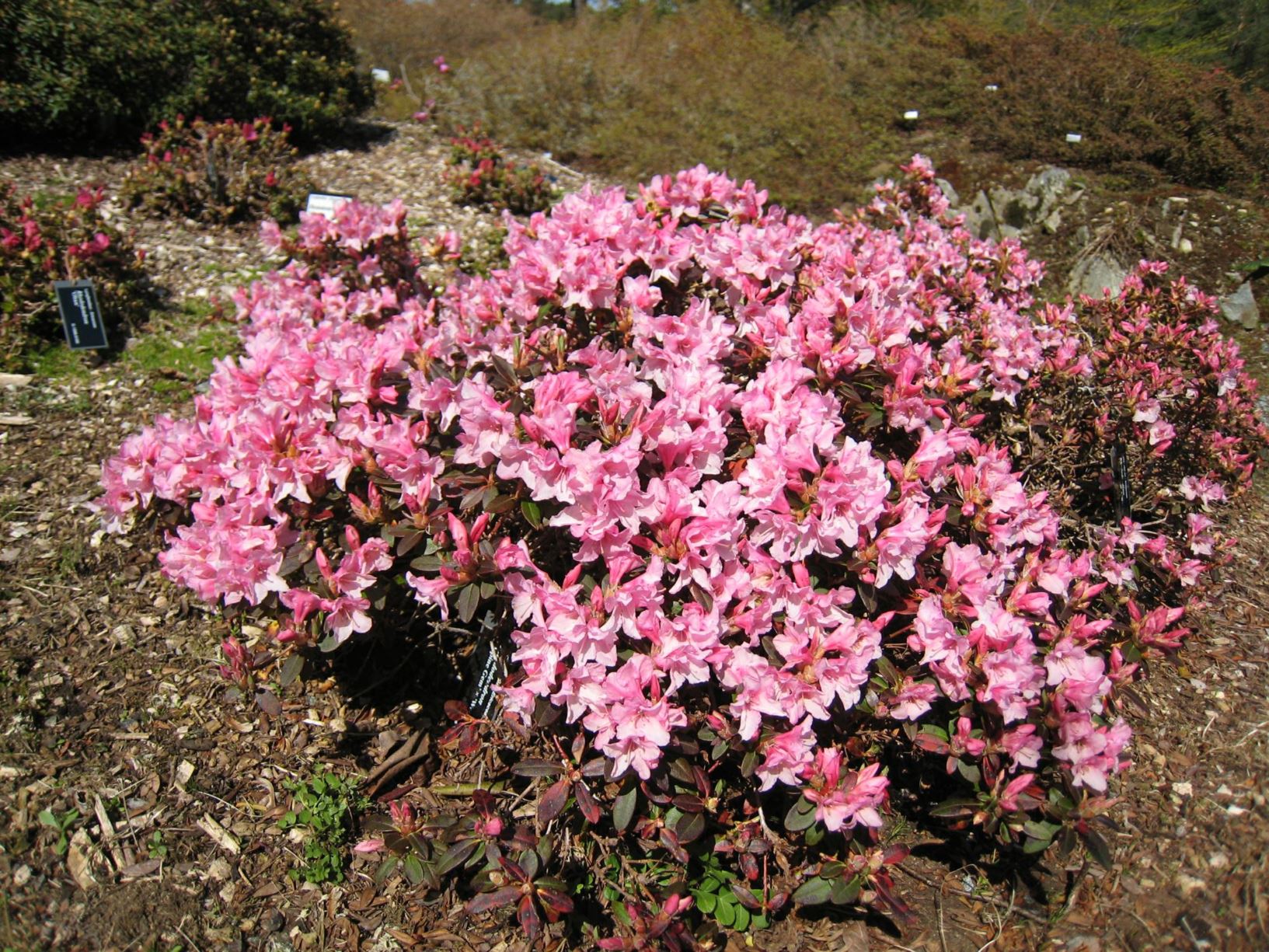 Rhododendron 'Alpine Gem' × 'Wee Bee'