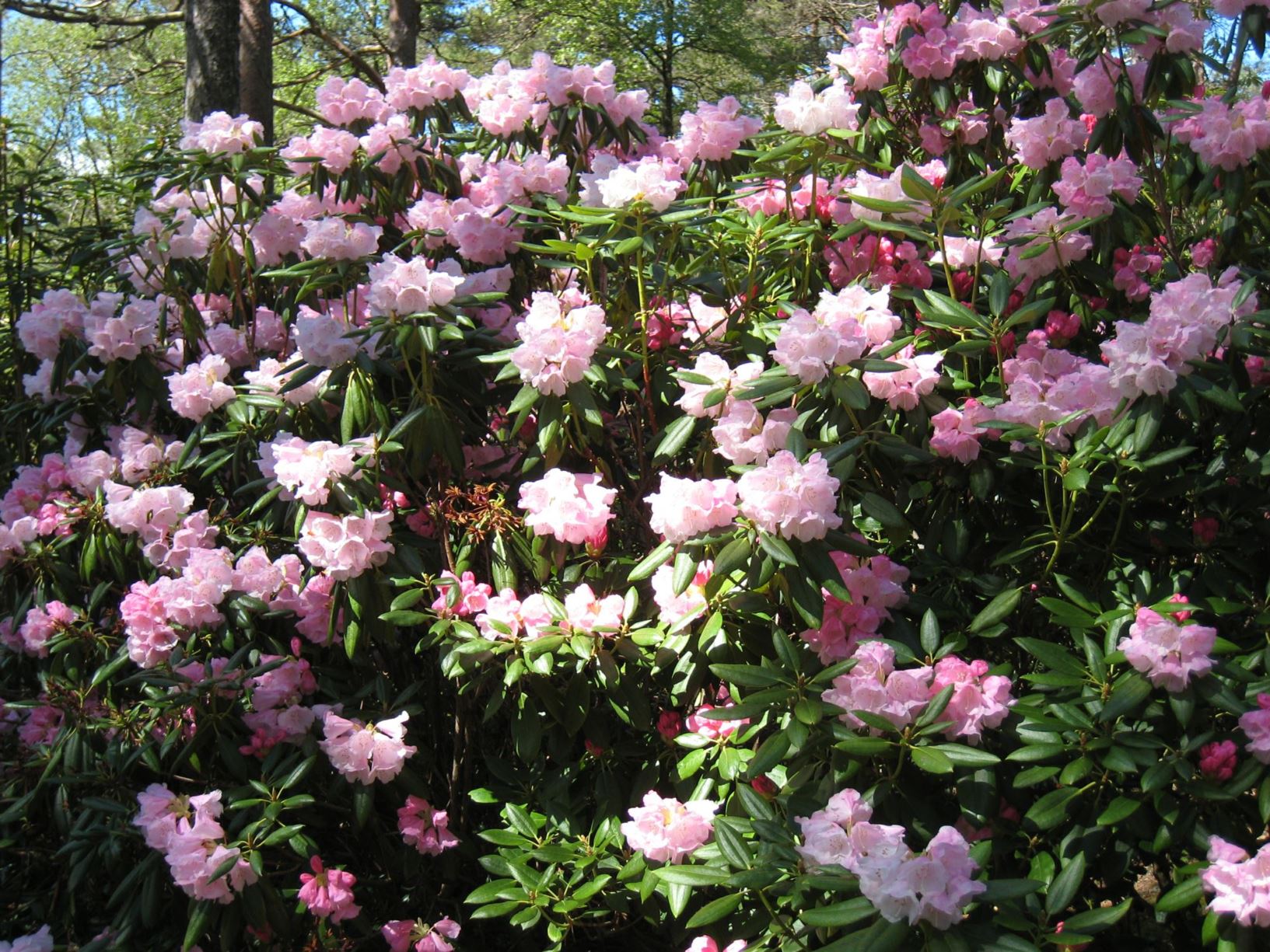 Rhododendron maculiferum subsp. anhweiense