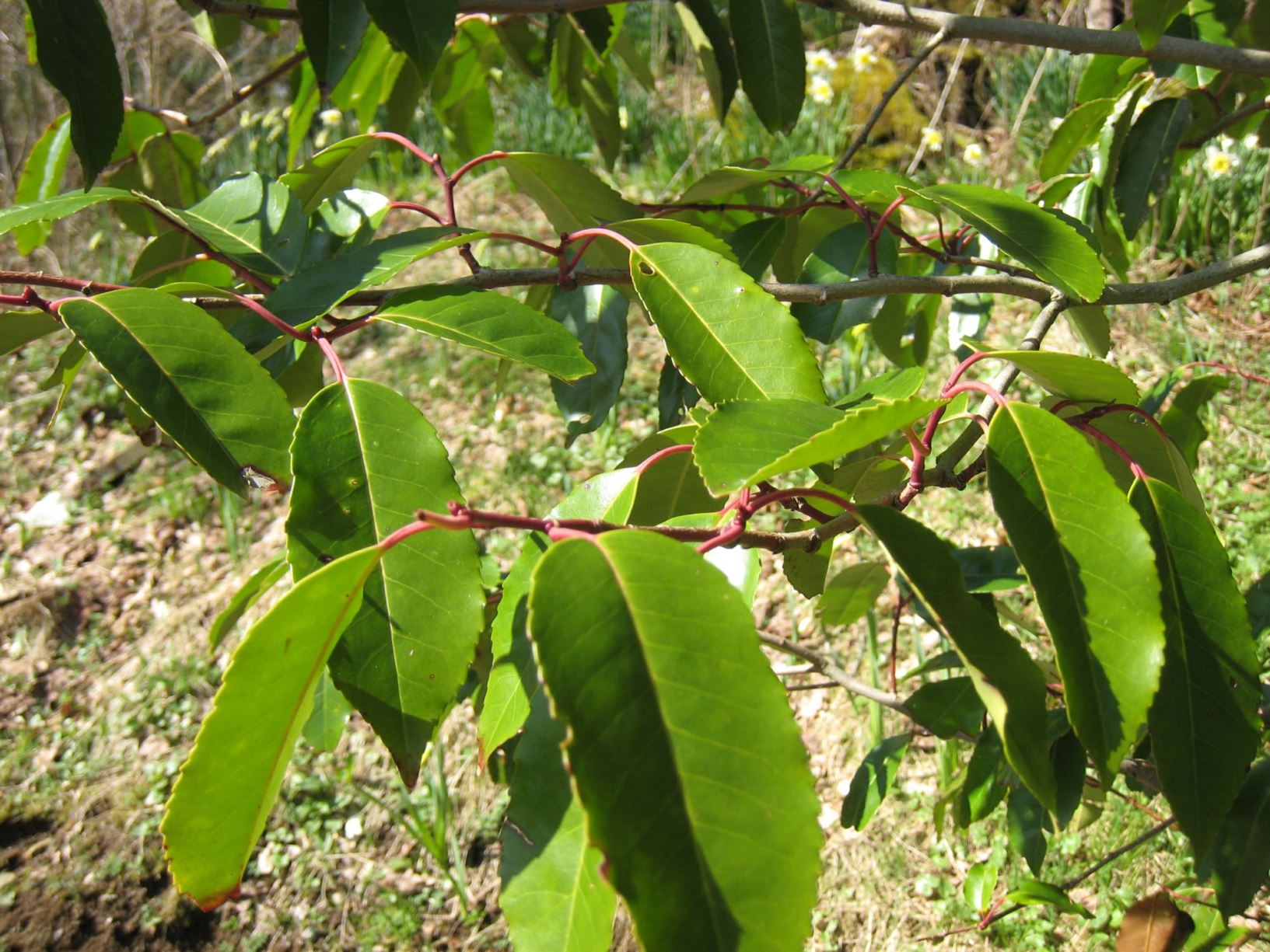 Prunus lusitanica - Portugalhegg