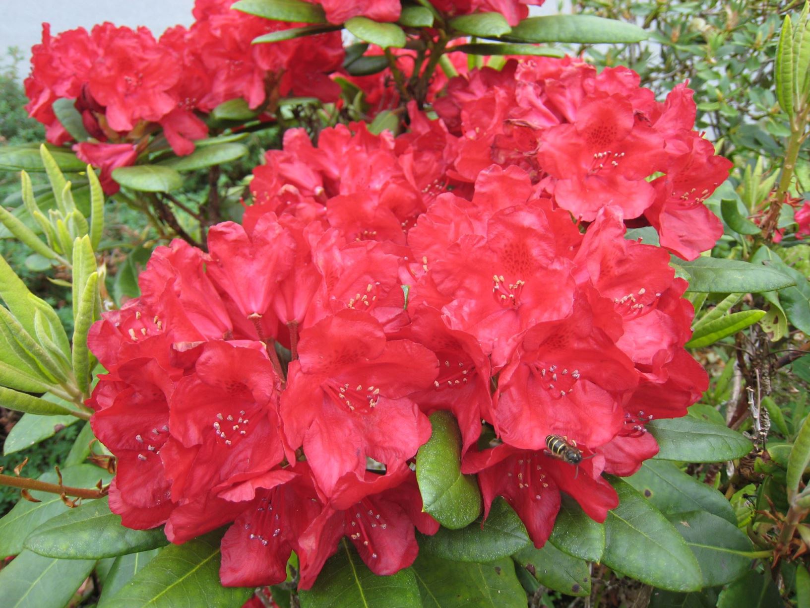 Rhododendron 'Busuki'