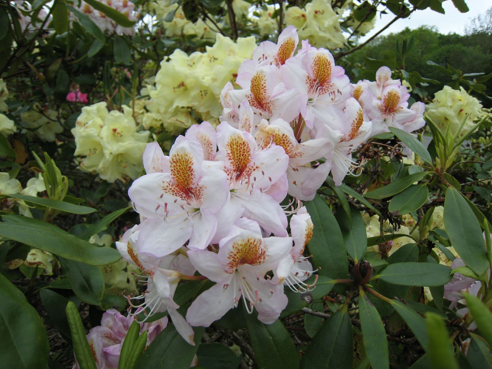 Rhododendron 'Minnie'