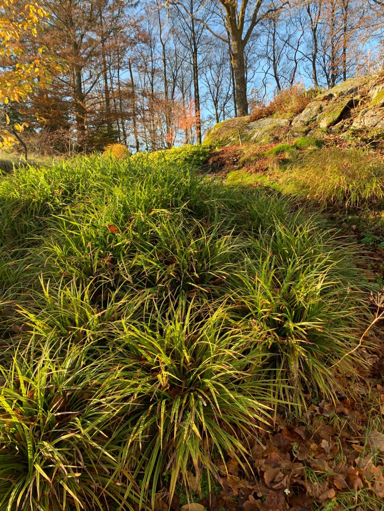 Carex morrowii 'Irish Green'