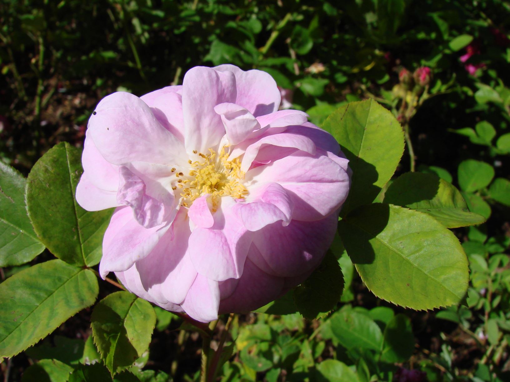 Rosa (Slyngroser (HMlt) Group) 'Geschwinds Nordlandrose I'