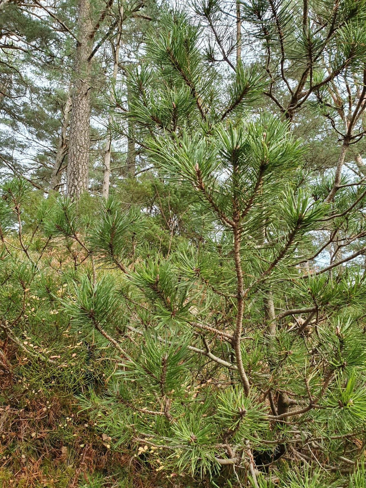 Pinus mugo - Buskfuru