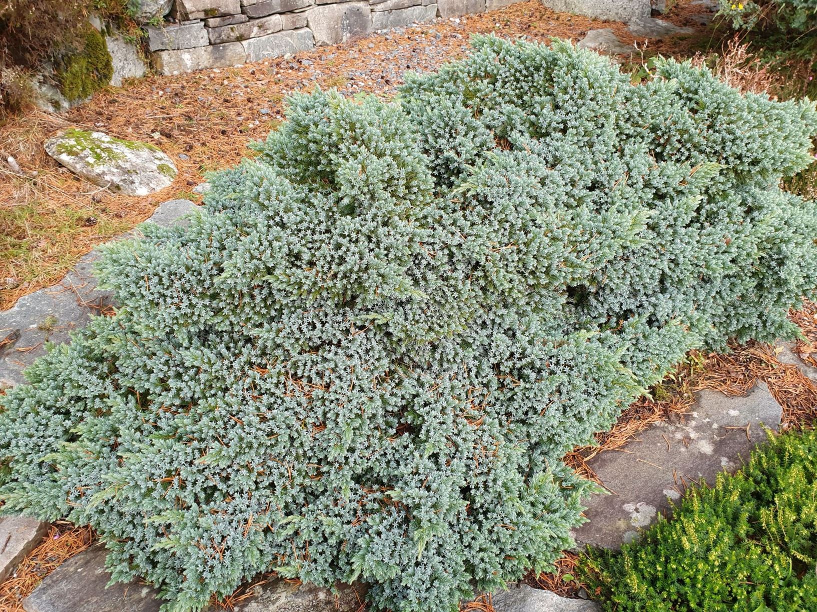 Juniperus squamata 'Blue Star' - Himalayaeiner