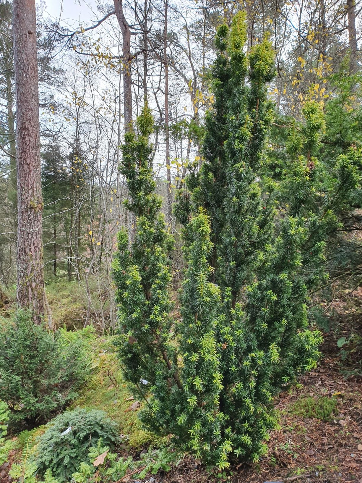 Taxus baccata 'Germer's Gold'