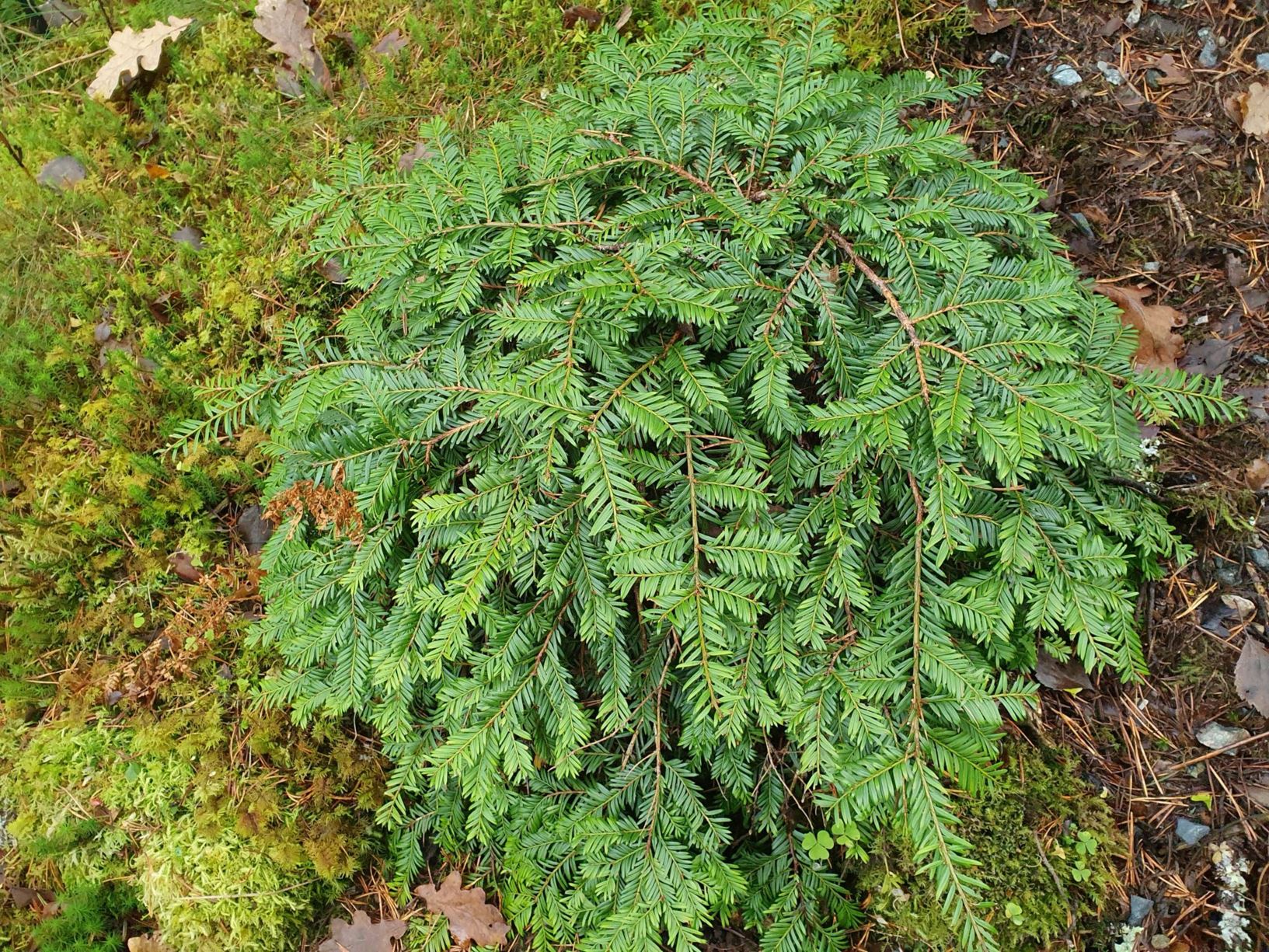 Taxus baccata 'Pendula'