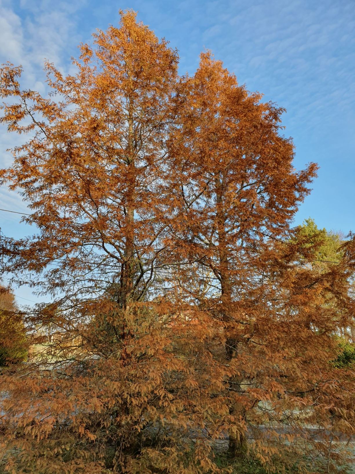 Metasequoia glyptostroboides - Urtidstre
