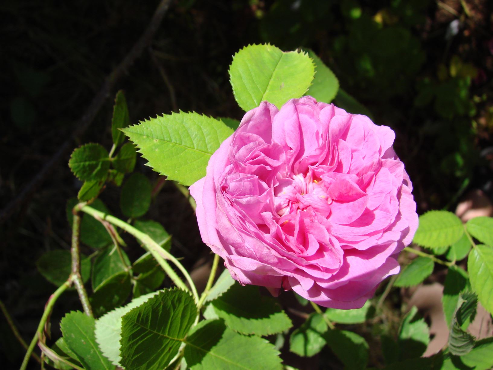 Rosa (Moseroser (M) Group) 'Duchesse de Verneuil' - "Solbakkens Moserose"