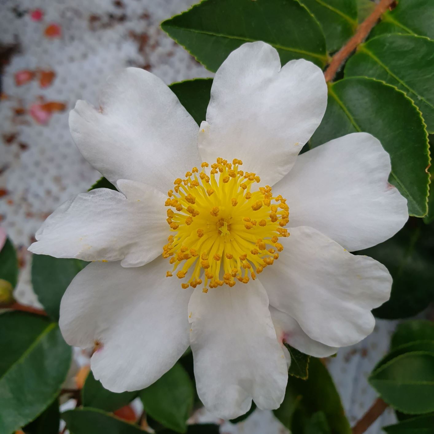 Camellia 'Winter's Hope' - Kamelia