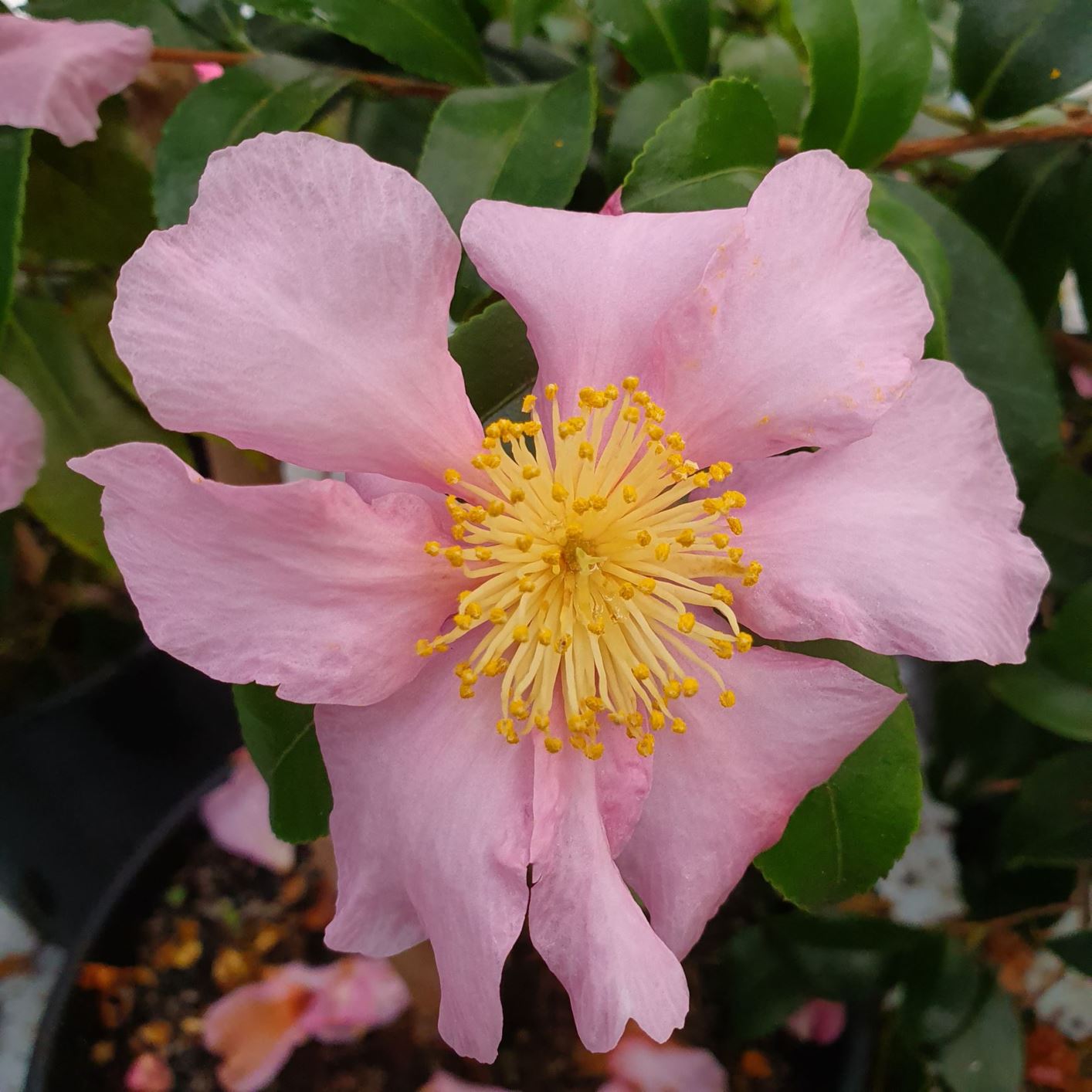 Camellia japonica - Japankamelia