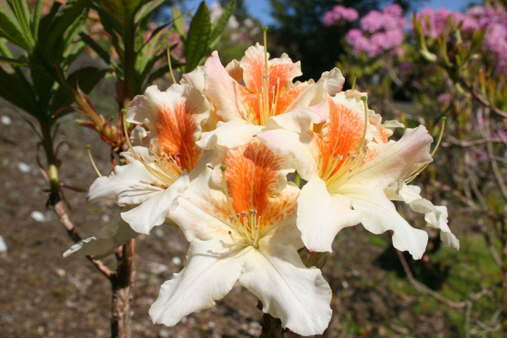 Rhododendron 'Glory of Littleworth'