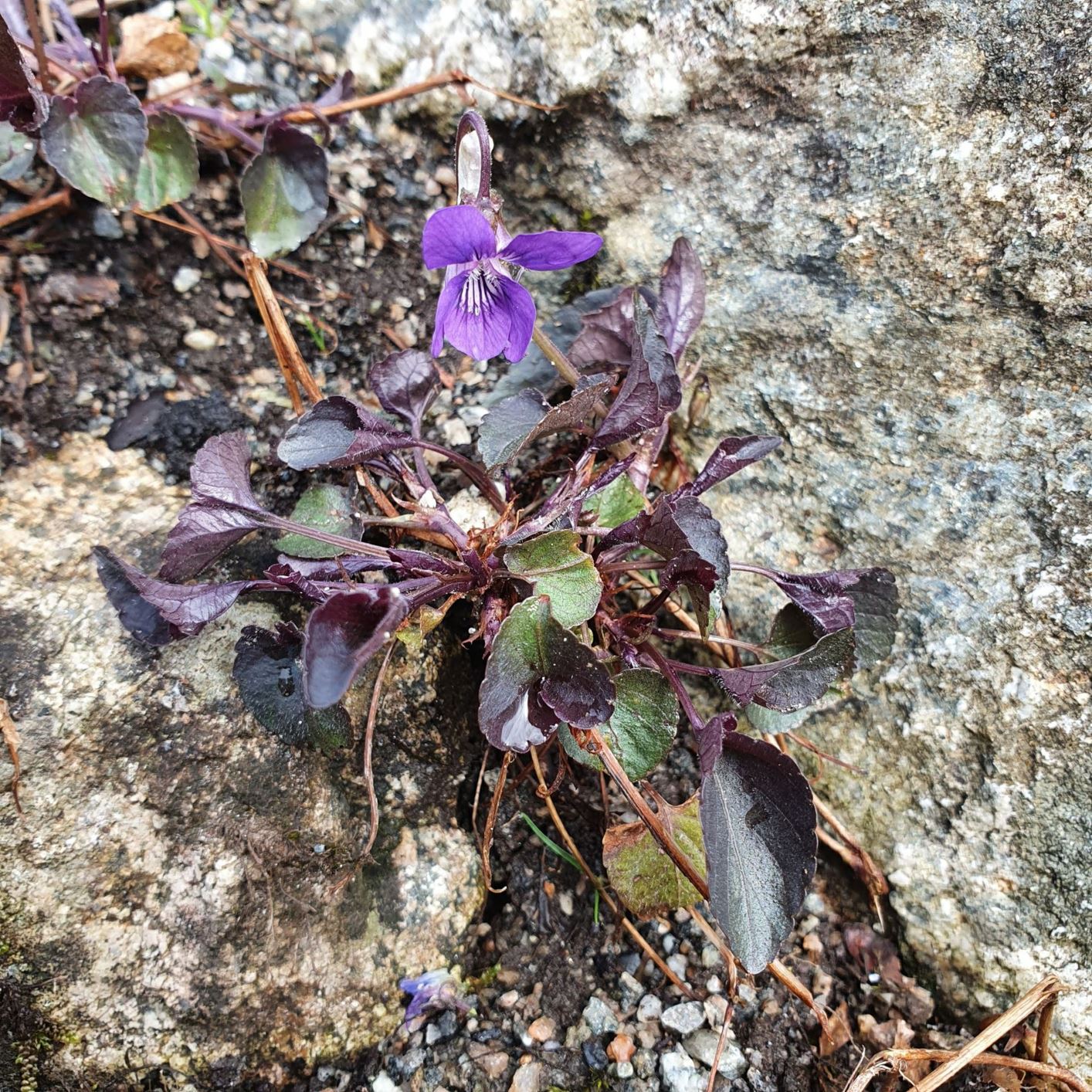 Viola labradorica - Nordfiol, labradorfiol