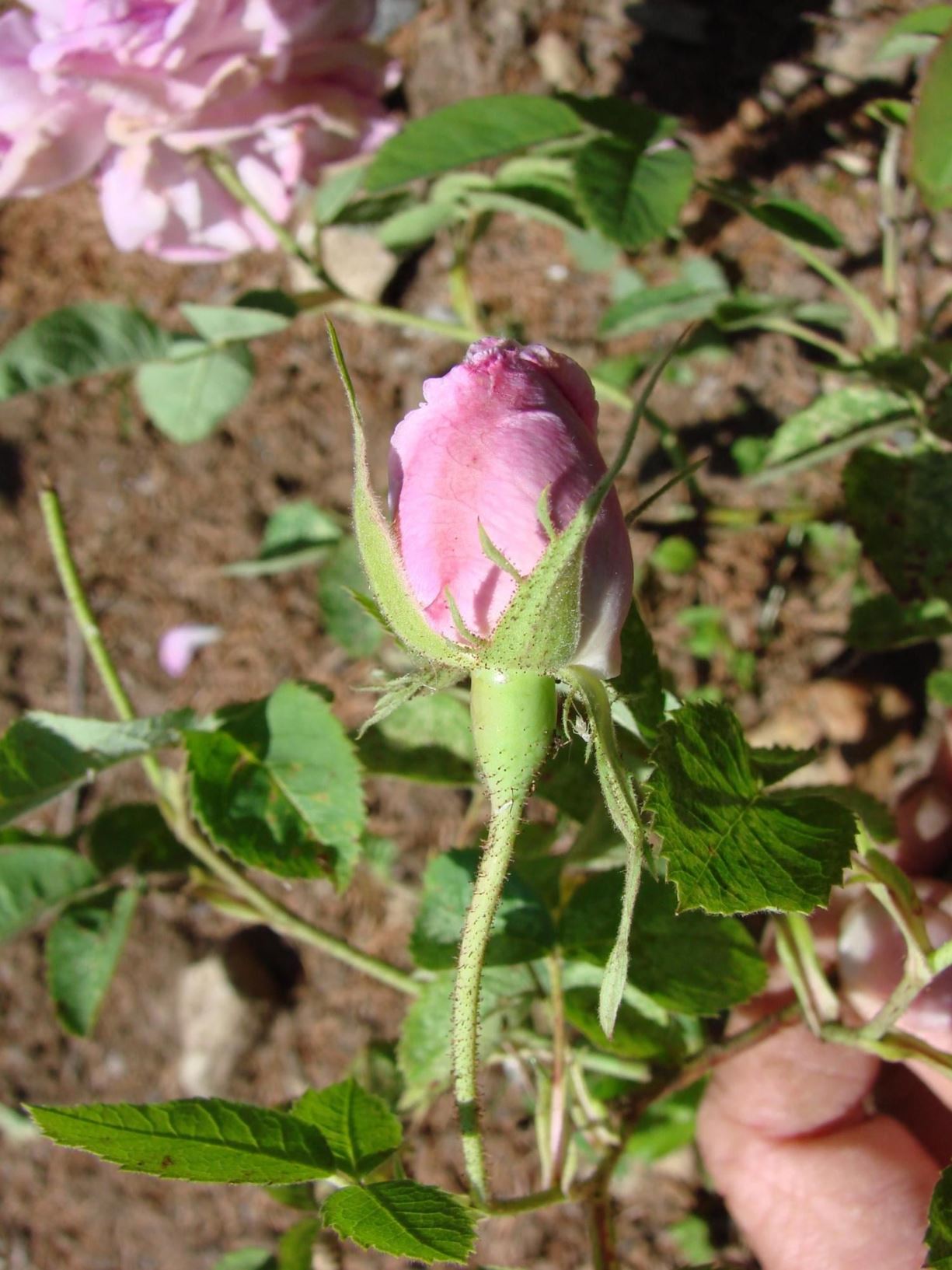 Rosa (Centifolia (C) / Damask (D) Group) 'Petite Lisette' - "Tjømerosa", "Måsårosa", "Provinske roser", "Sørens rose"