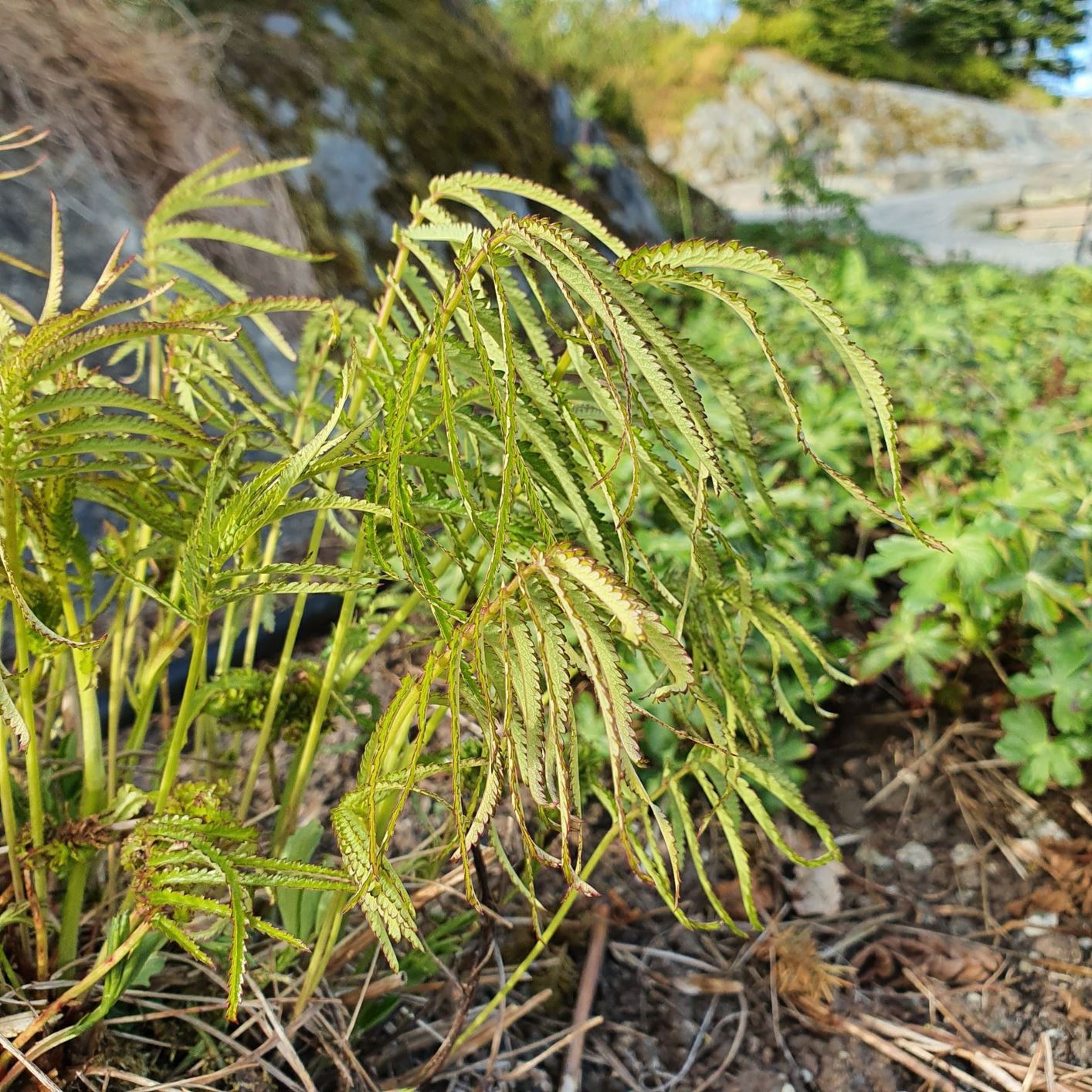 Sanguisorba tenuifolia var. parviflora