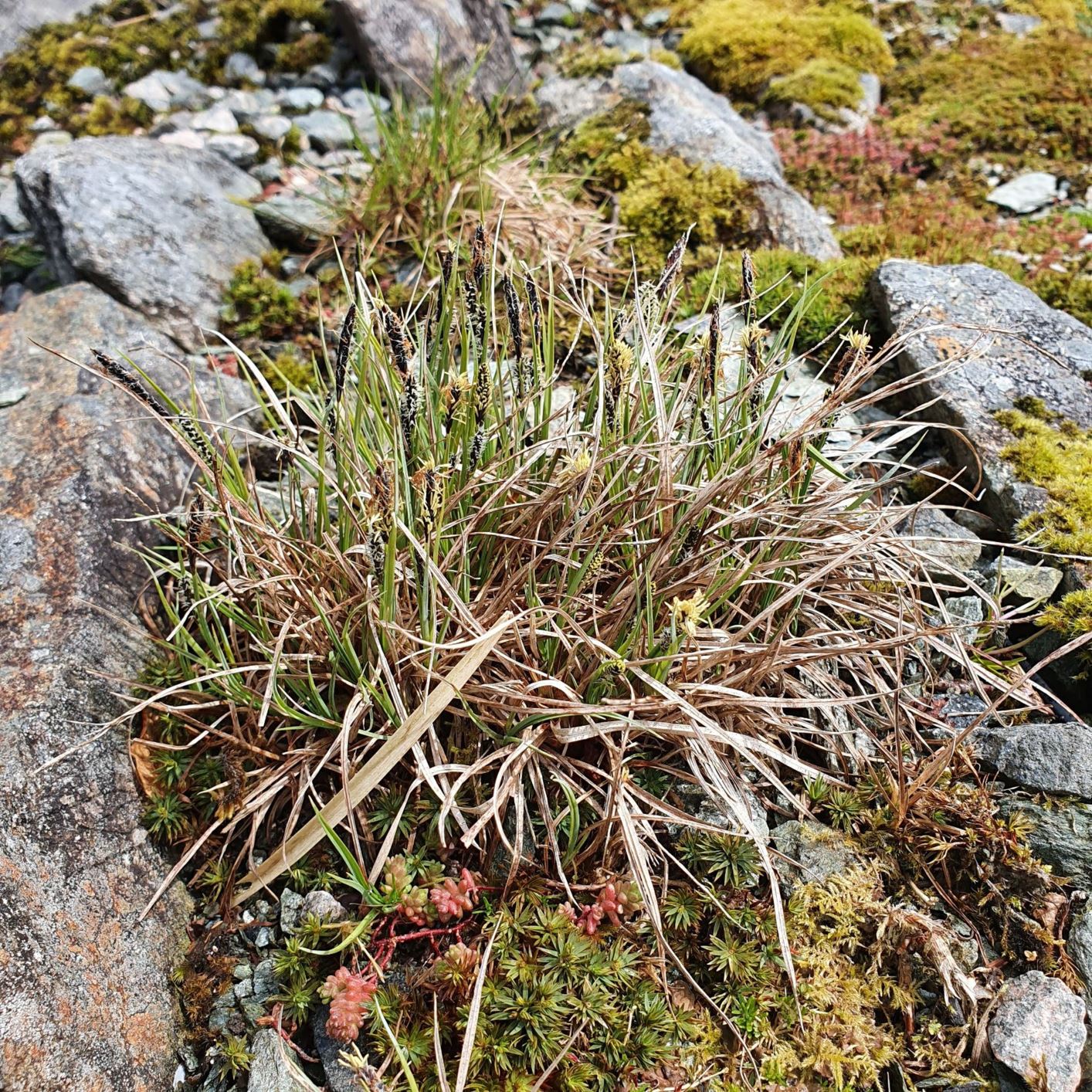 Carex nigra - Slåttestarr