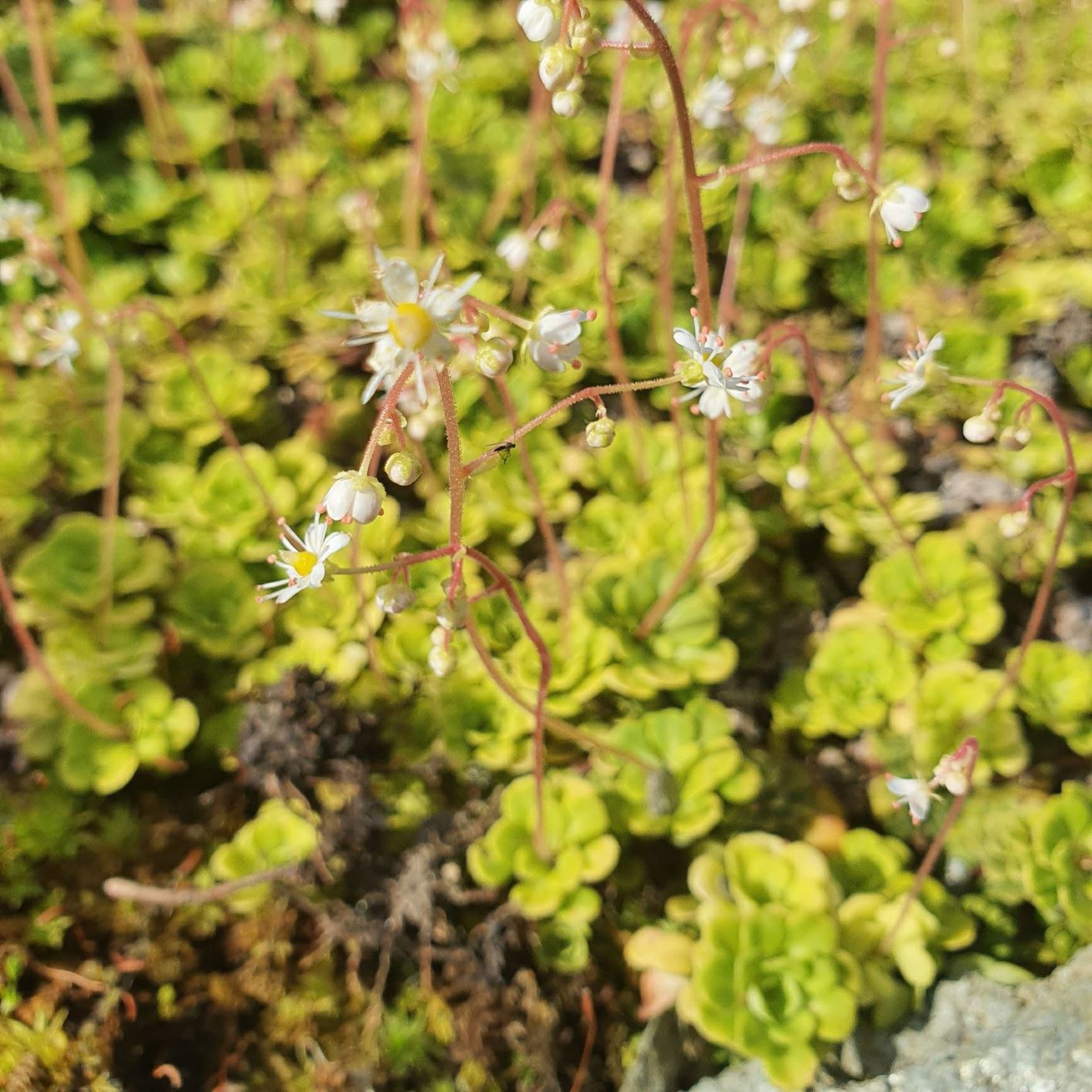 Saxifraga cuneifolia - Kilesildre