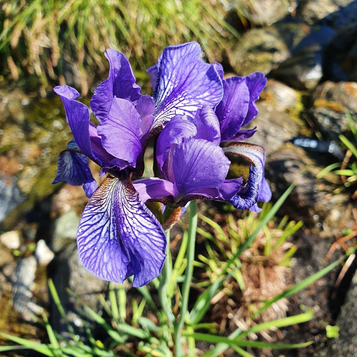 Iris sikkimensis