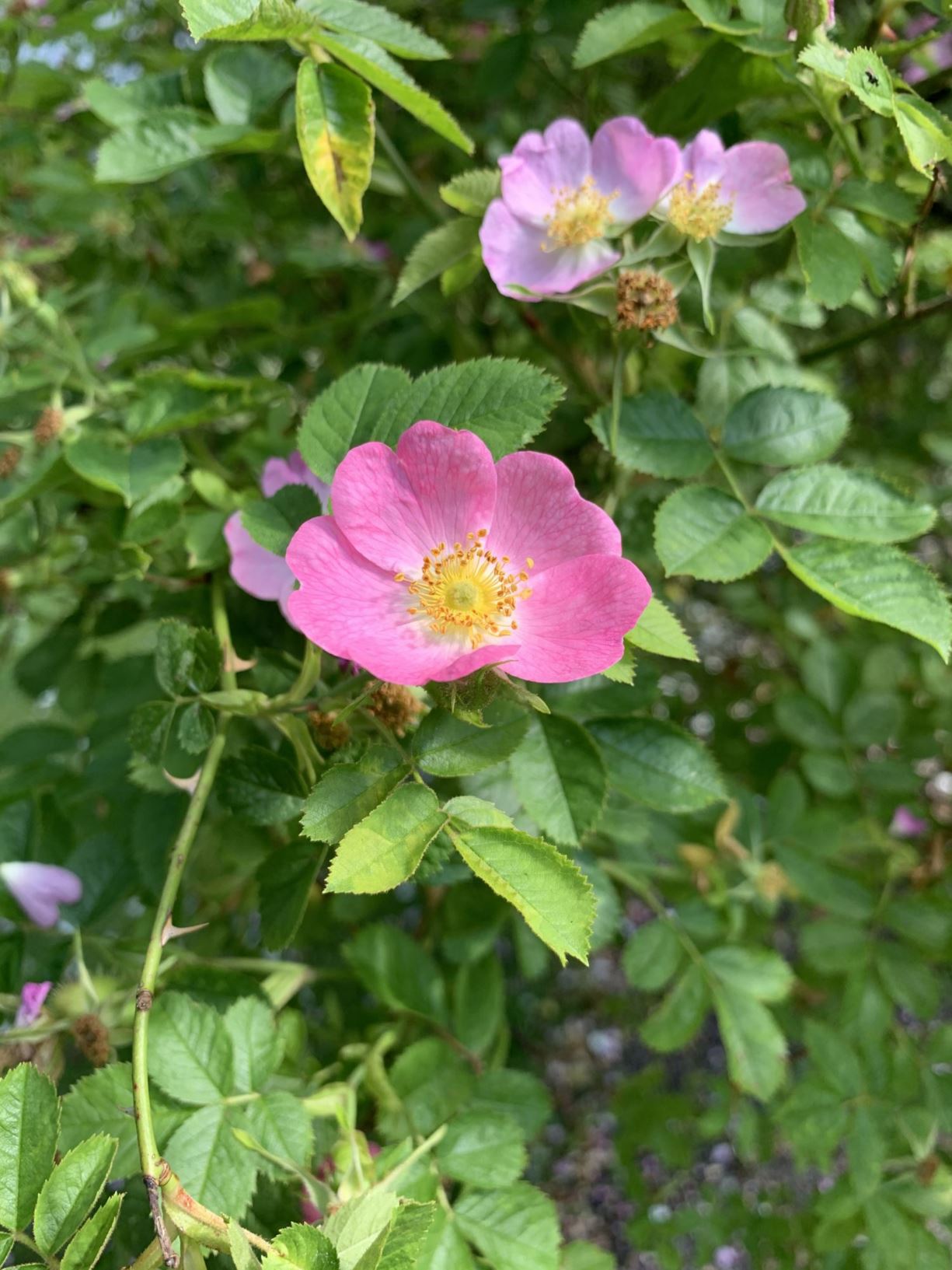 Rosa rubiginosa - Eplerose, vinrose, engeltorn, eddikrose