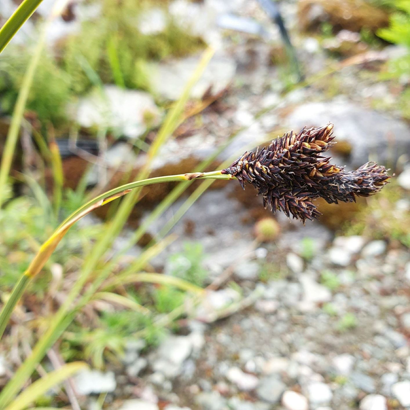 Carex atrata - Svartstarr