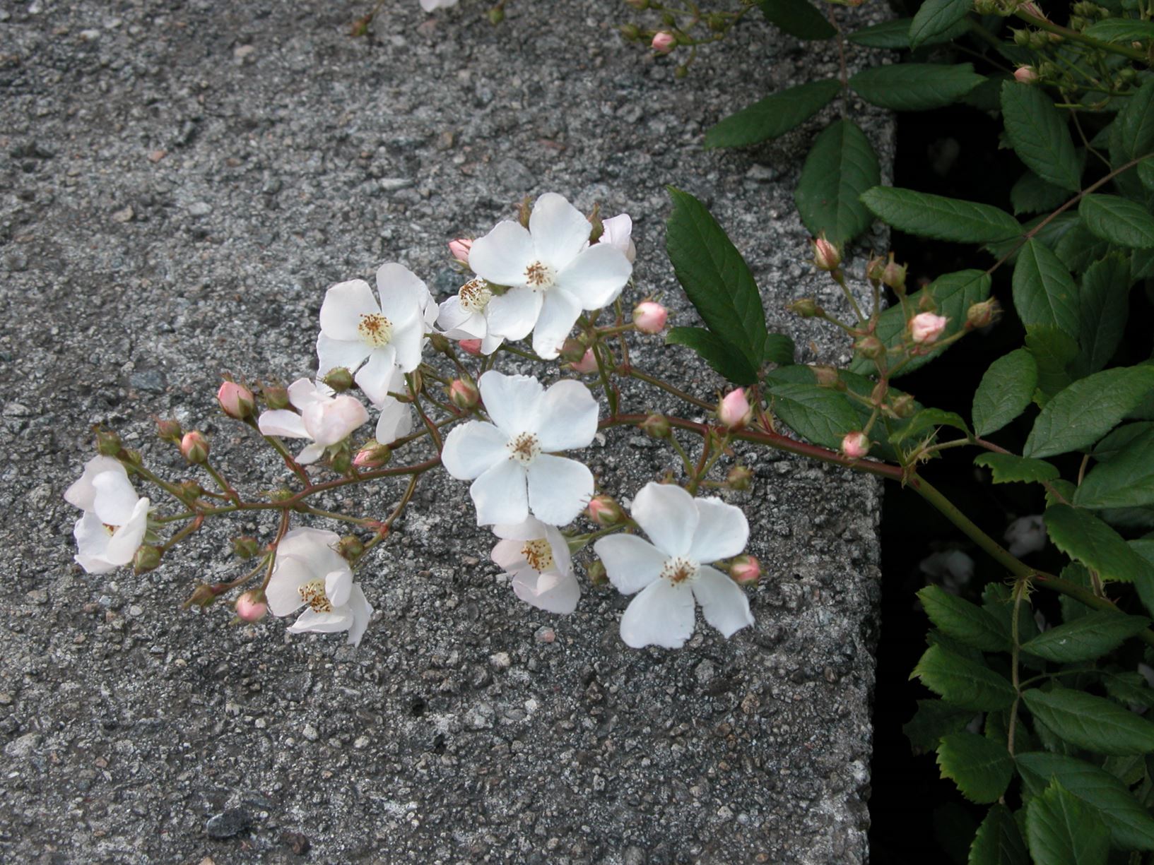 Rosa multiflora - Småklatrerose
