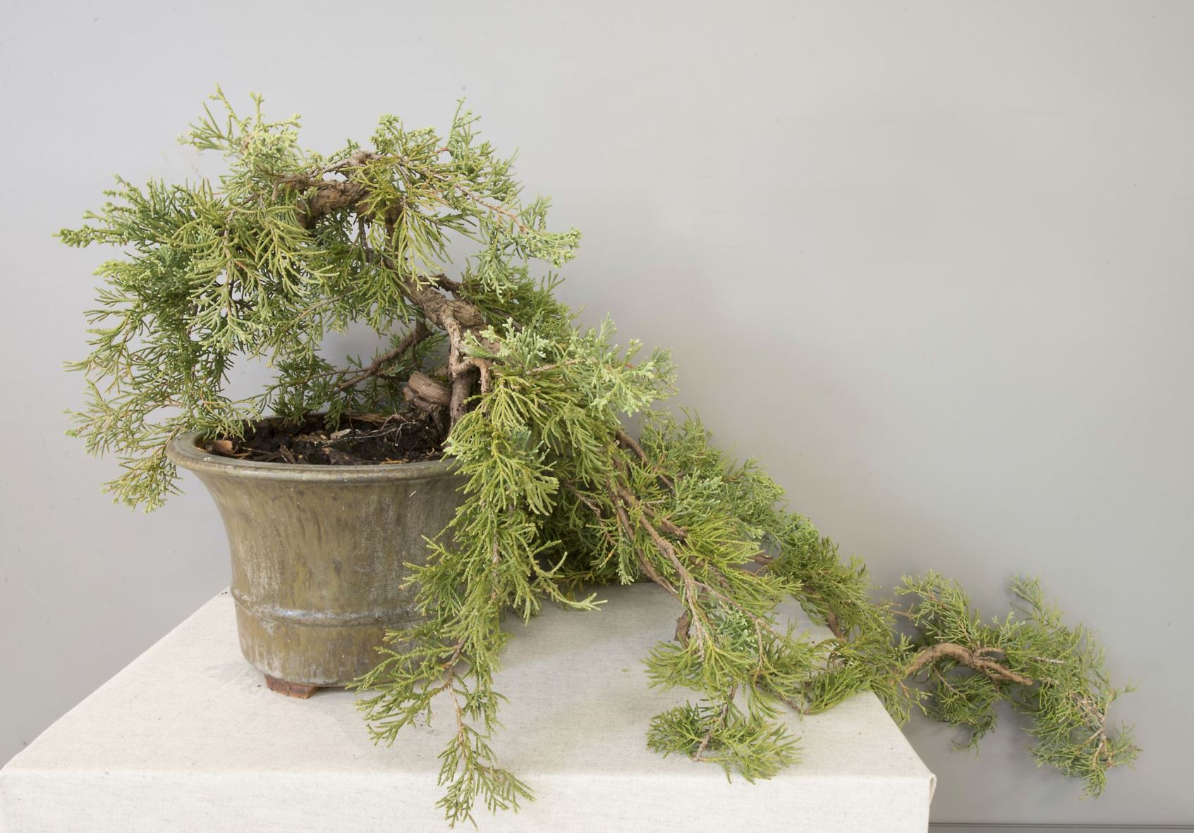 Juniperus horizontalis - Krypeiner