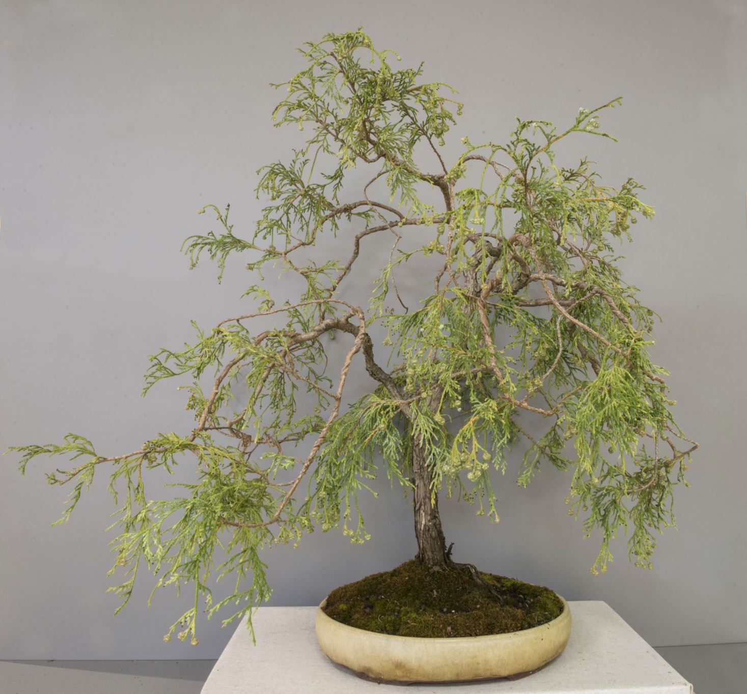 Chamaecyparis pisifera - Ertesypress