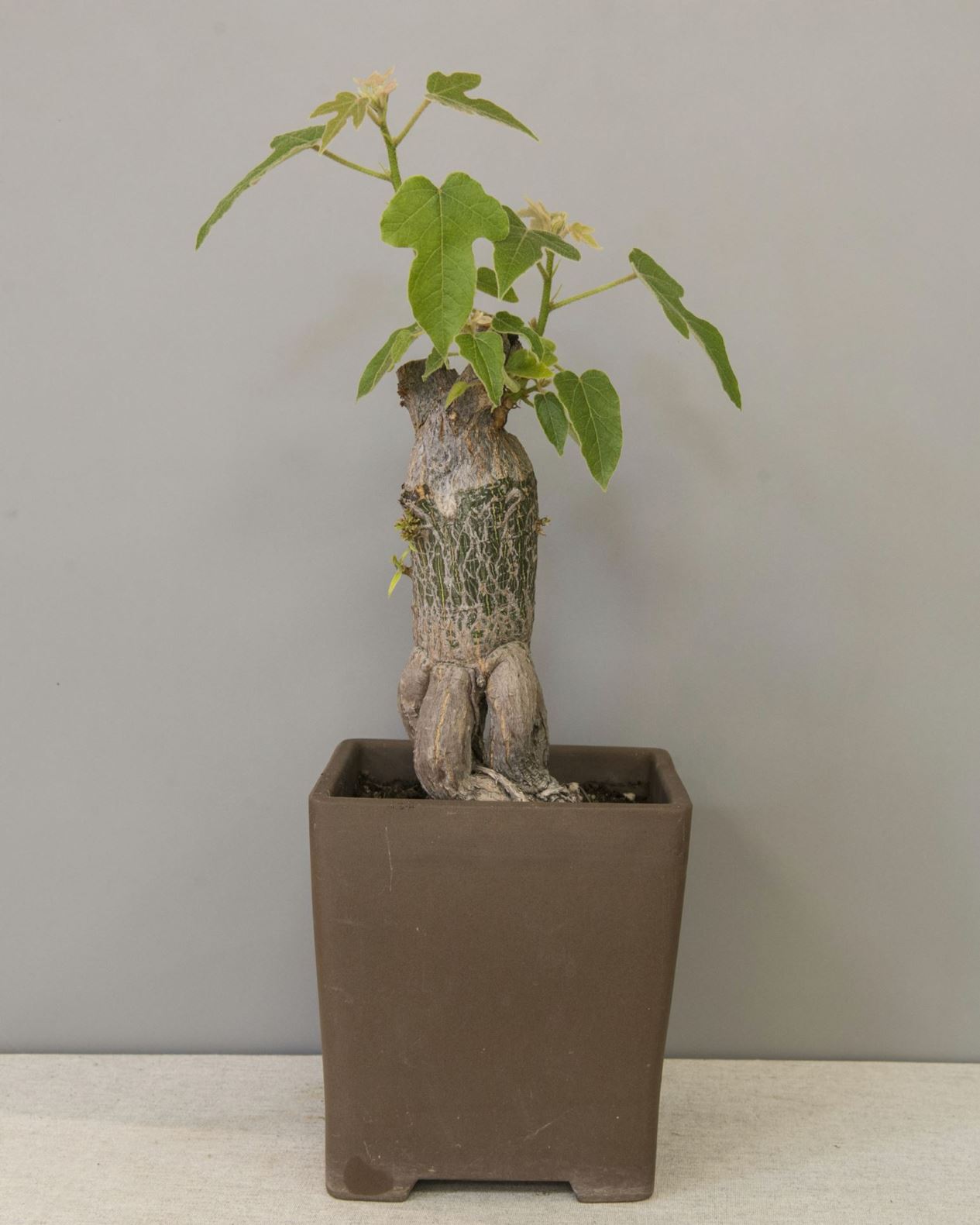 Ficus carica - Ekte fiken, spisefiken