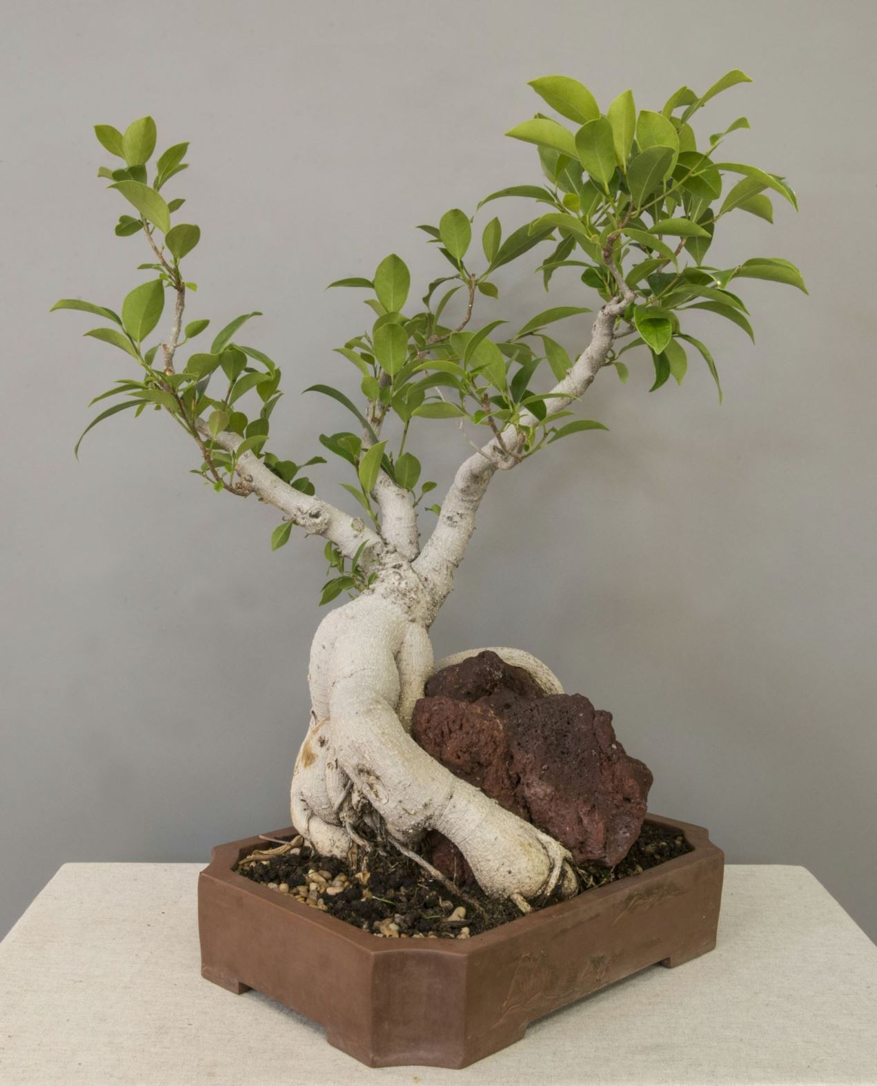 Ficus benjamina - Bjørkefiken