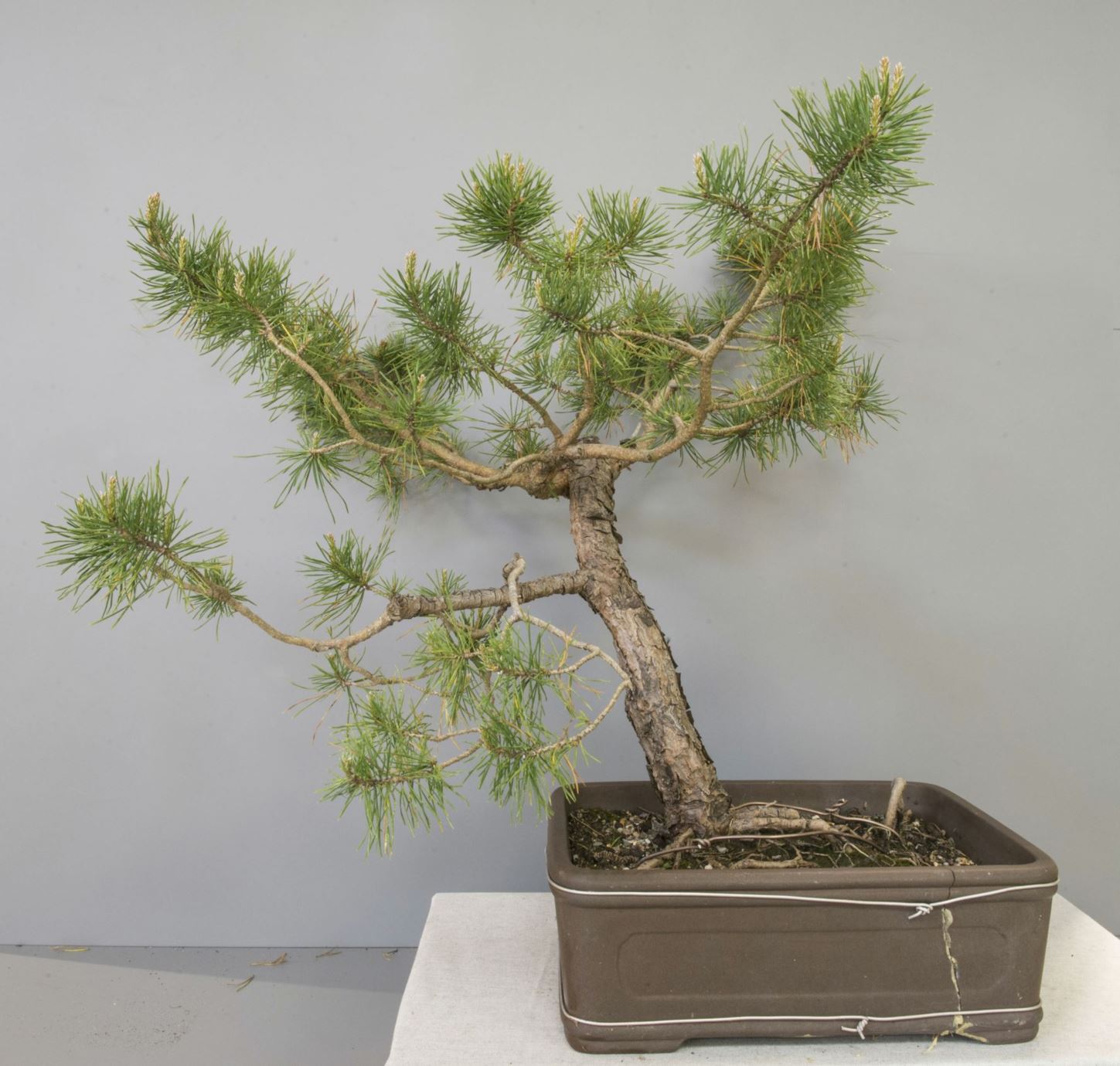 Pinus sylvestris - Vanlig furu