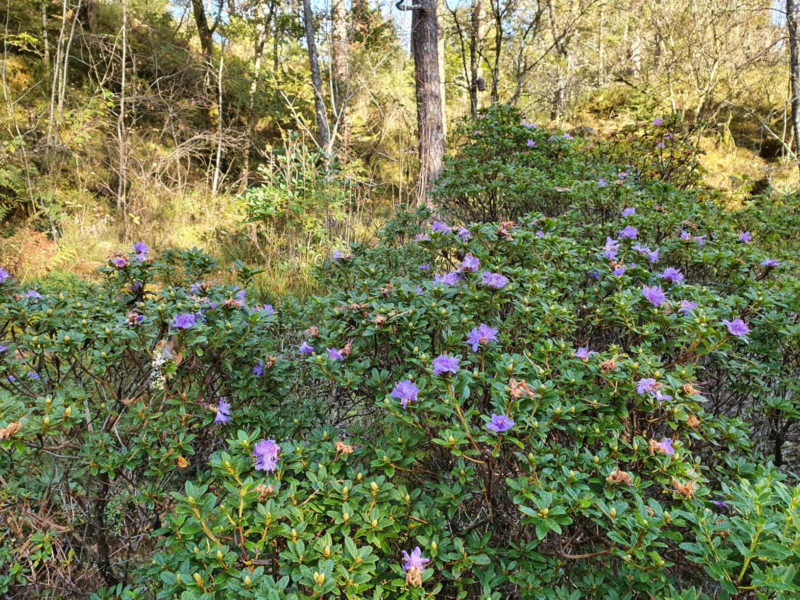 Rhododendron 'Songbird'