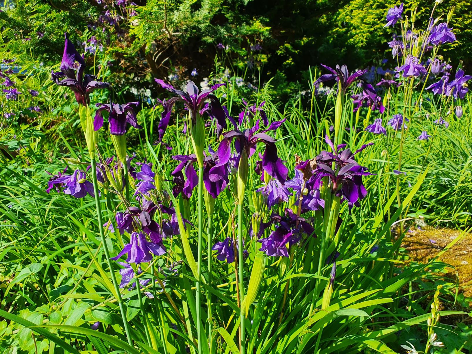 Iris histrioides 'George' - Snøiris 'George'