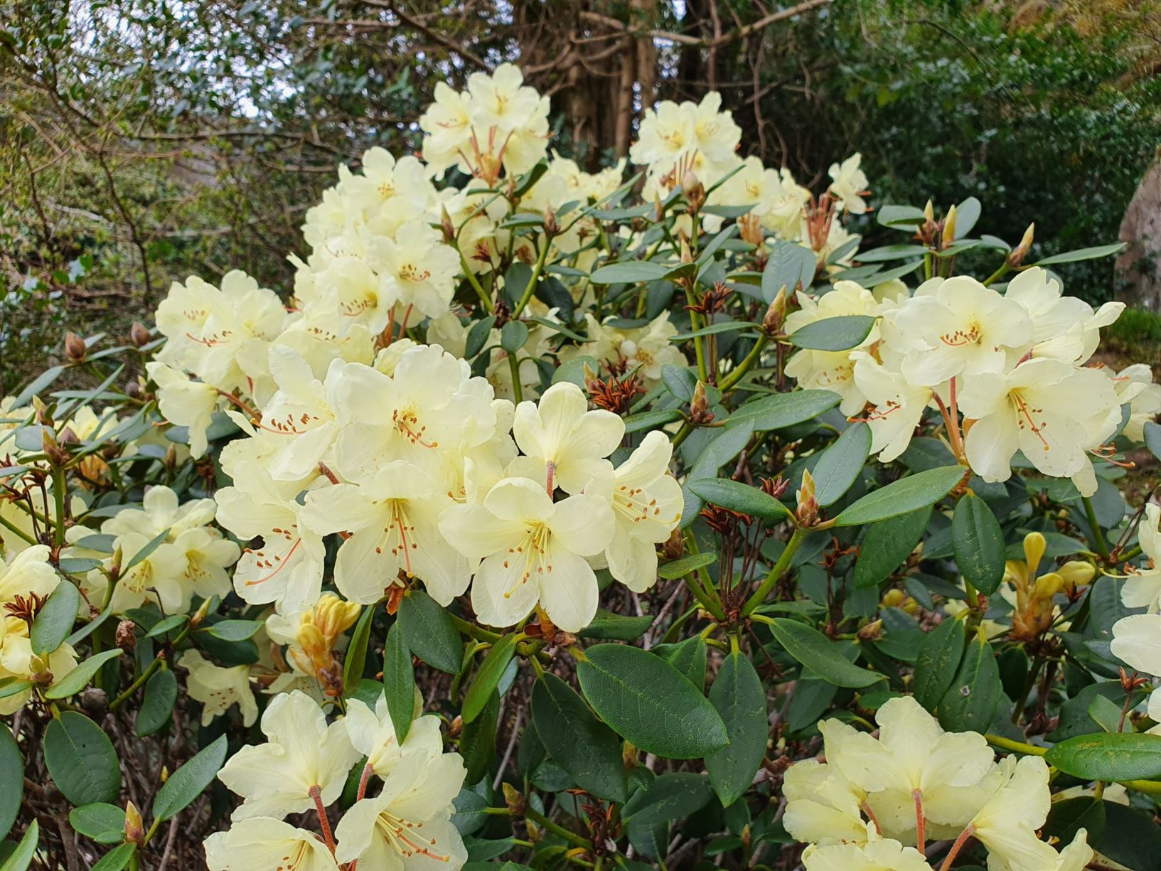 Rhododendron 'Flava' × aureum