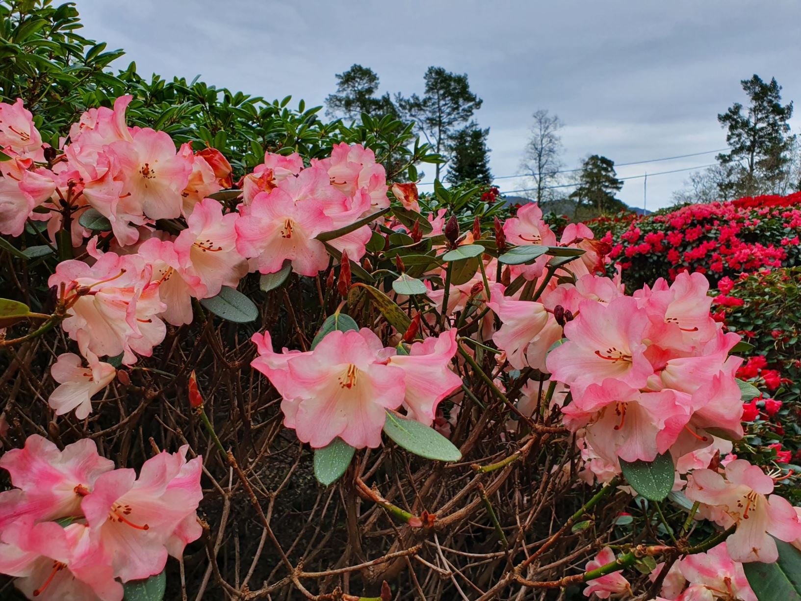 Rhododendron 'Riplet'