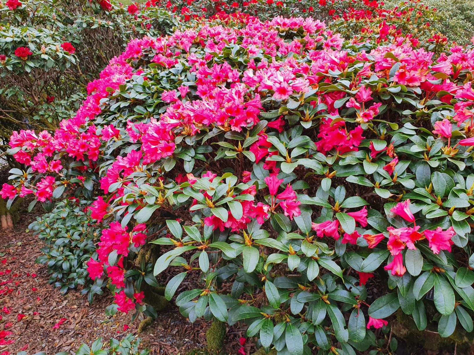 Rhododendron 'Satin'