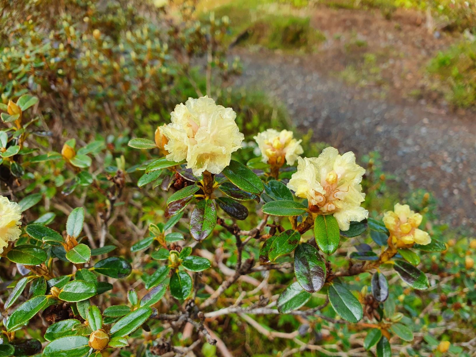 Rhododendron anthopogon subsp. hypenanthum 'Annapurna'
