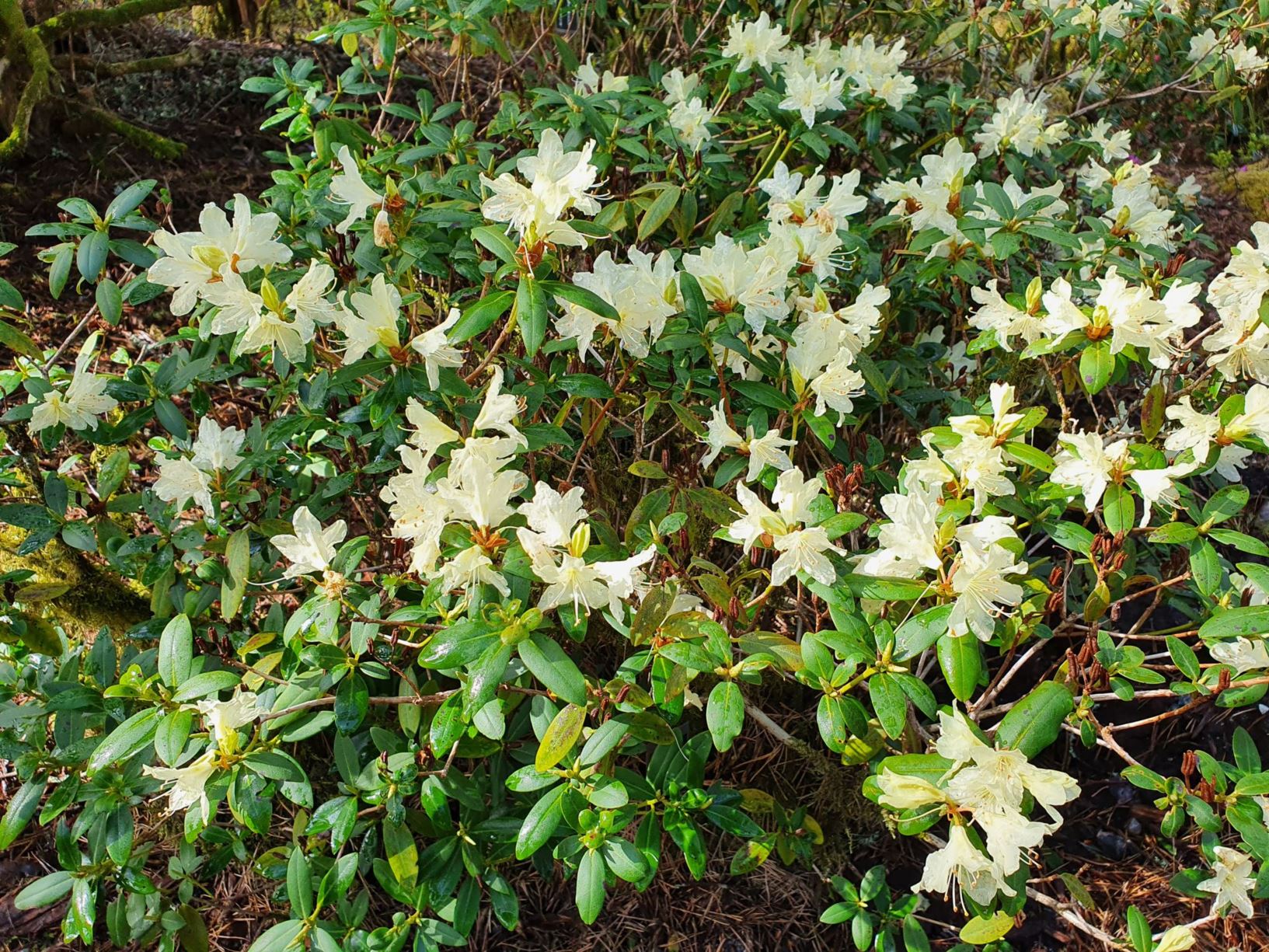 Rhododendron keiskei 'Ebino'