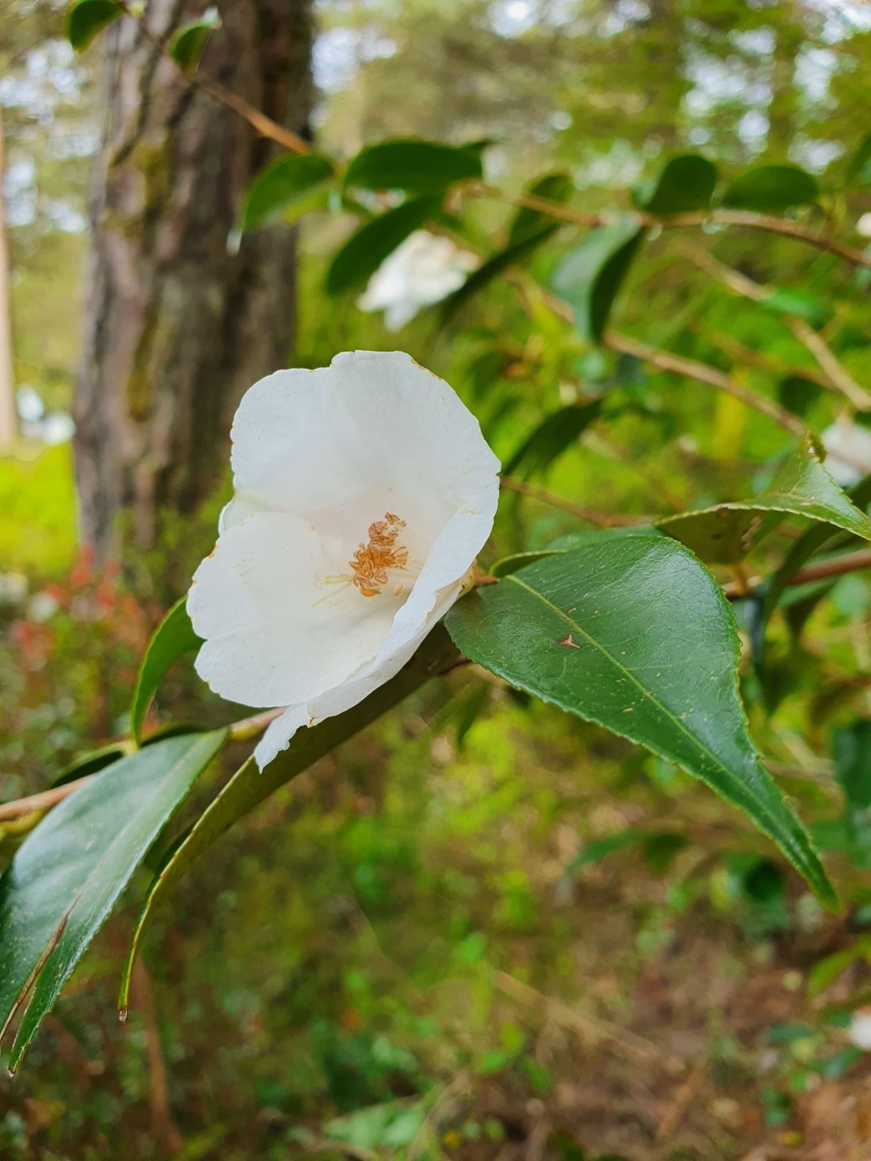 Camellia 'Cornish Snow' - Kamelia